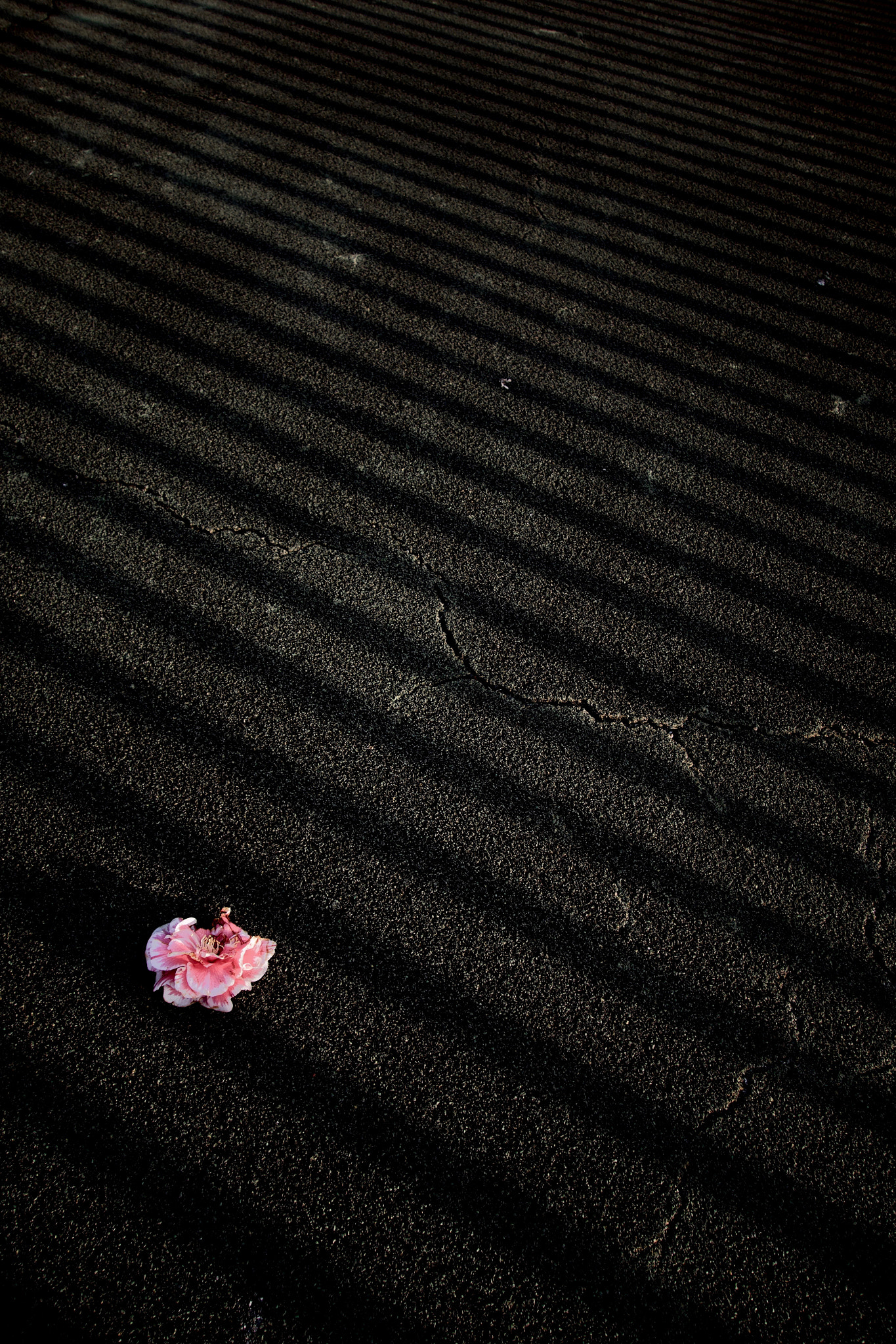 Sony Cyber-shot DSC-RX100 + Sony 28-100mm F1.8-4.9 sample photo. Flower in no-entry zone photography