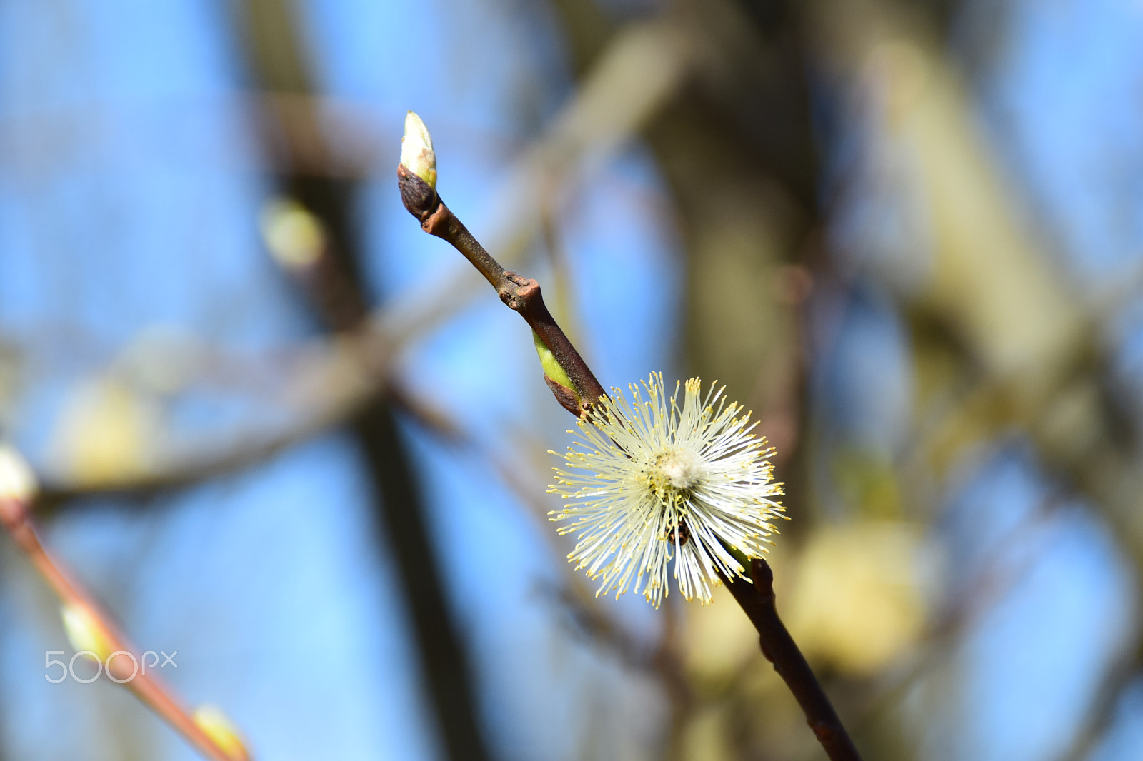Nikon D3300 + Tamron AF 18-200mm F3.5-6.3 XR Di II LD Aspherical (IF) Macro sample photo. Willow-branch with catkins. photography
