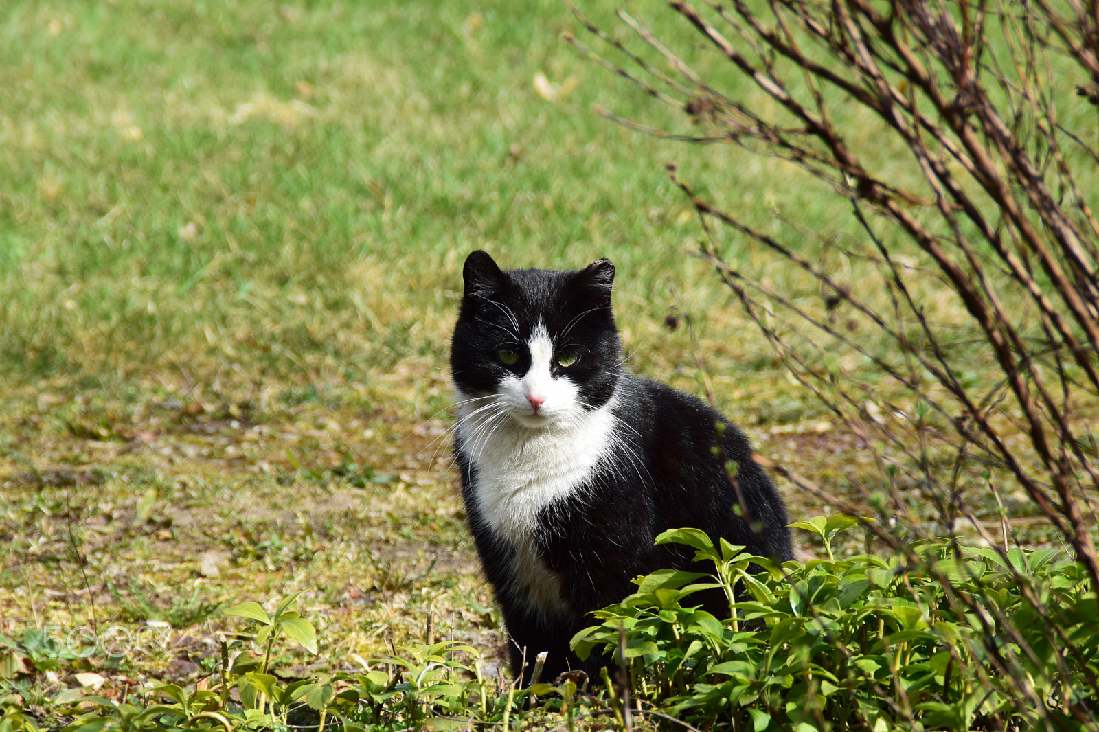 Nikon D3300 sample photo. Cat behind the bushes. photography