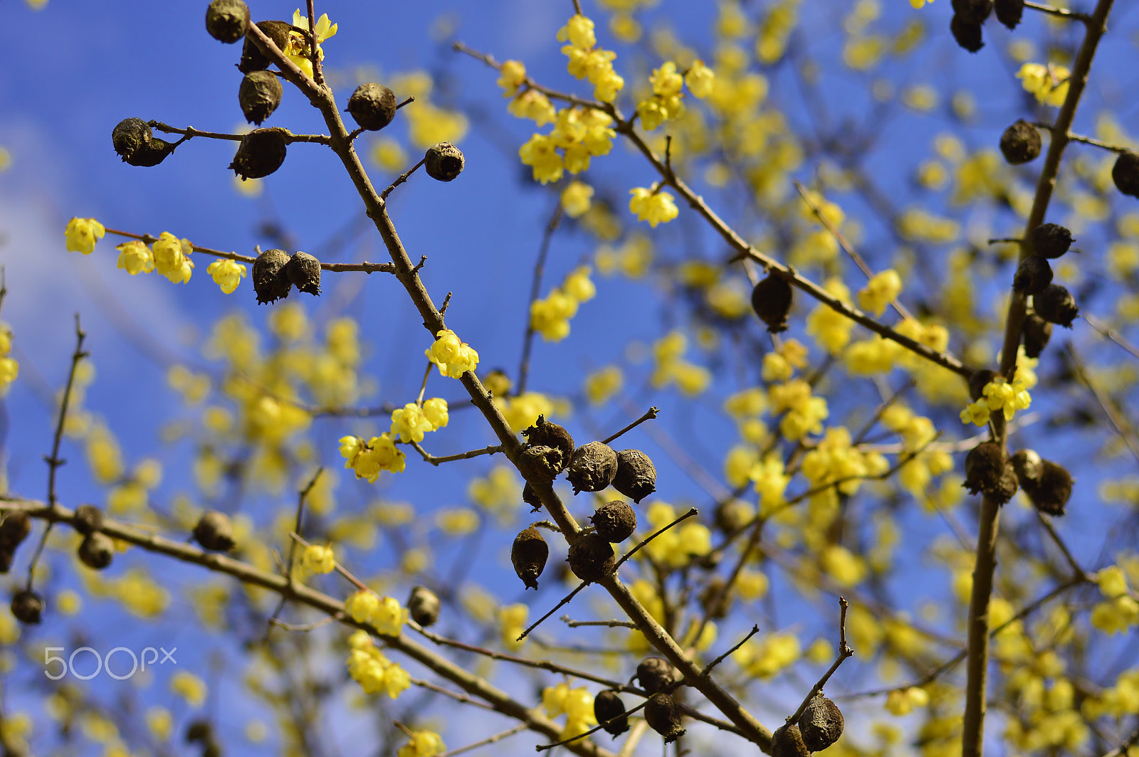 Nikon D3200 + AF Micro-Nikkor 55mm f/2.8 sample photo. Nature......spring day photography