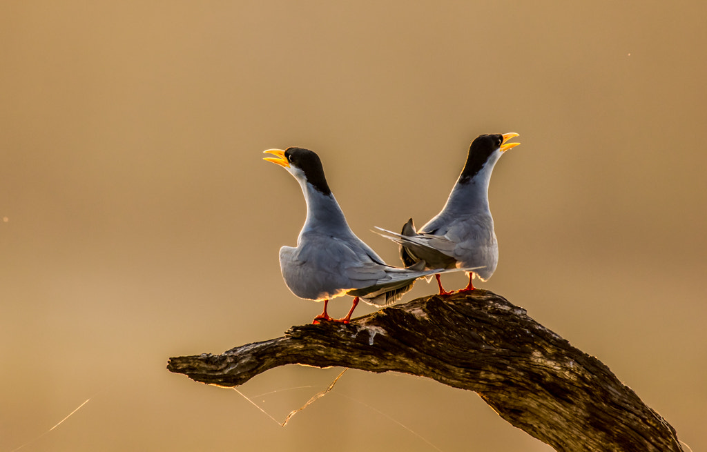 Nikon AF-S Nikkor 200-500mm F5.6E ED VR sample photo. In sync - river terns photography