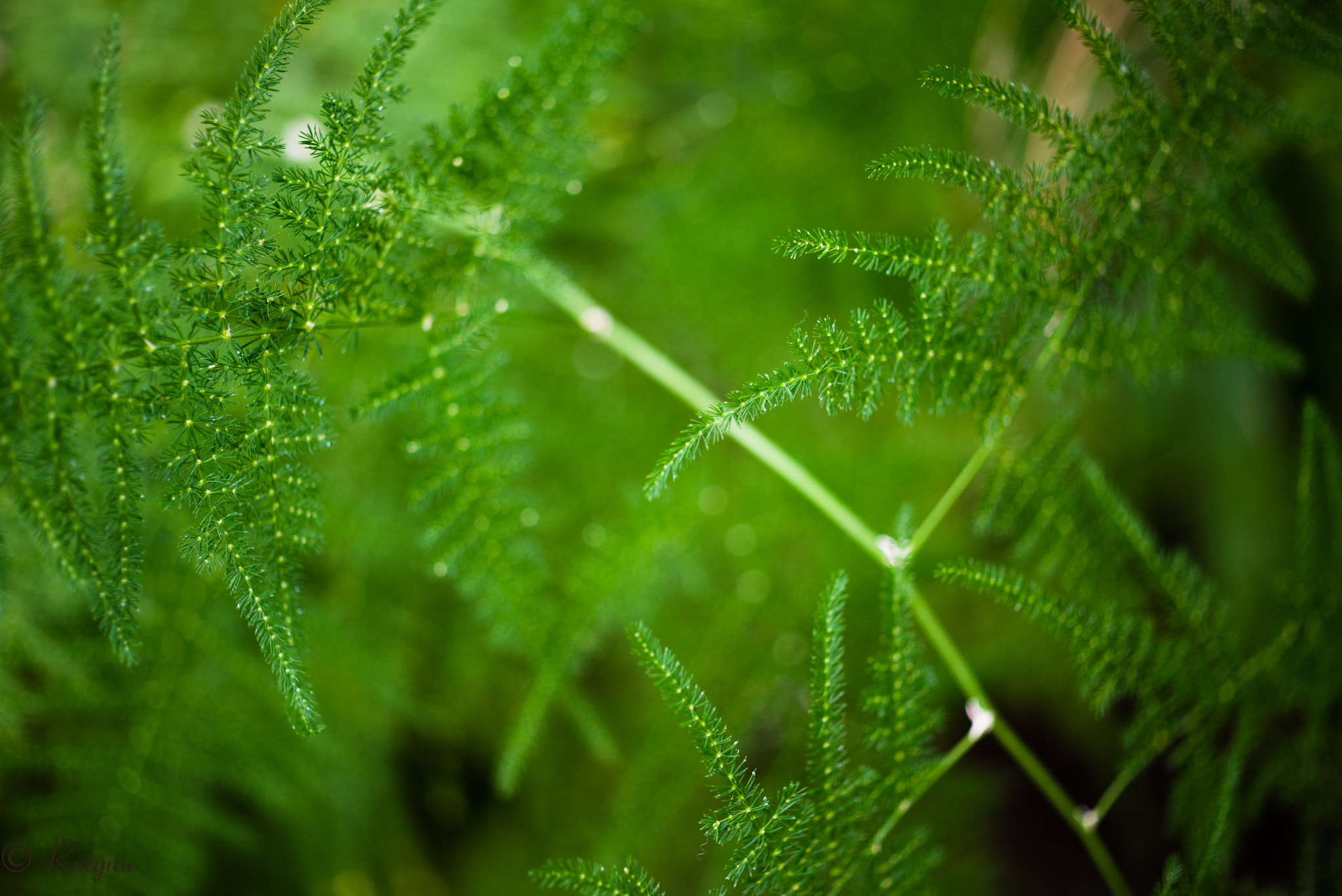 Nikon D800E + ZEISS Makro-Planar T* 50mm F2 sample photo. Dsc_9305 photography