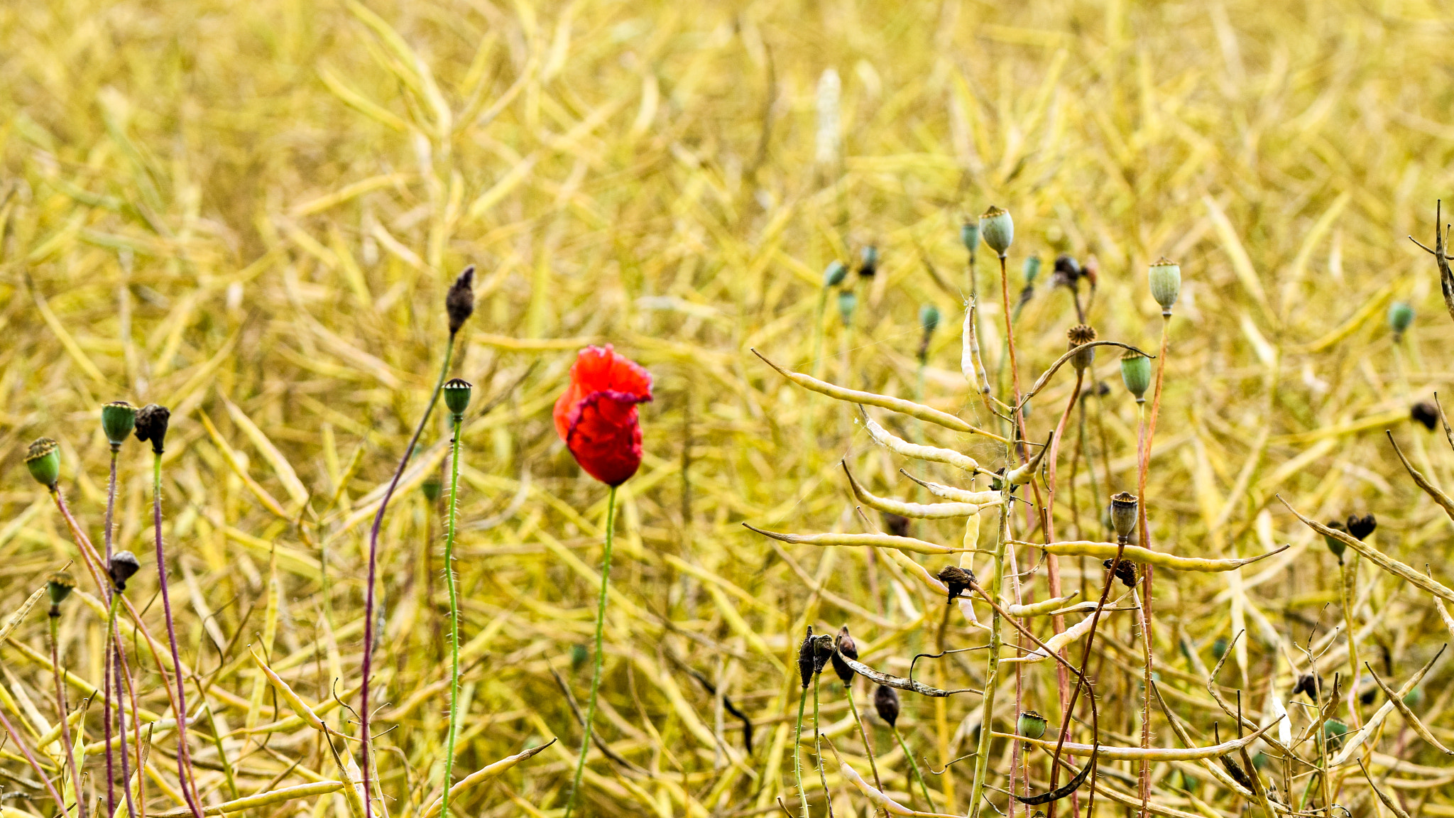 Nikon D5300 sample photo. Lonely red queen photography