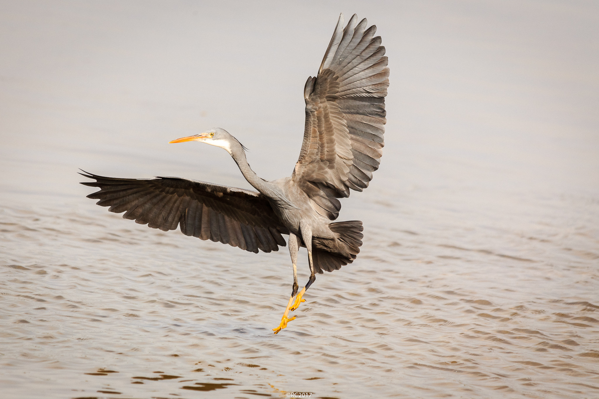 Canon EOS 6D sample photo. Grey heron photography