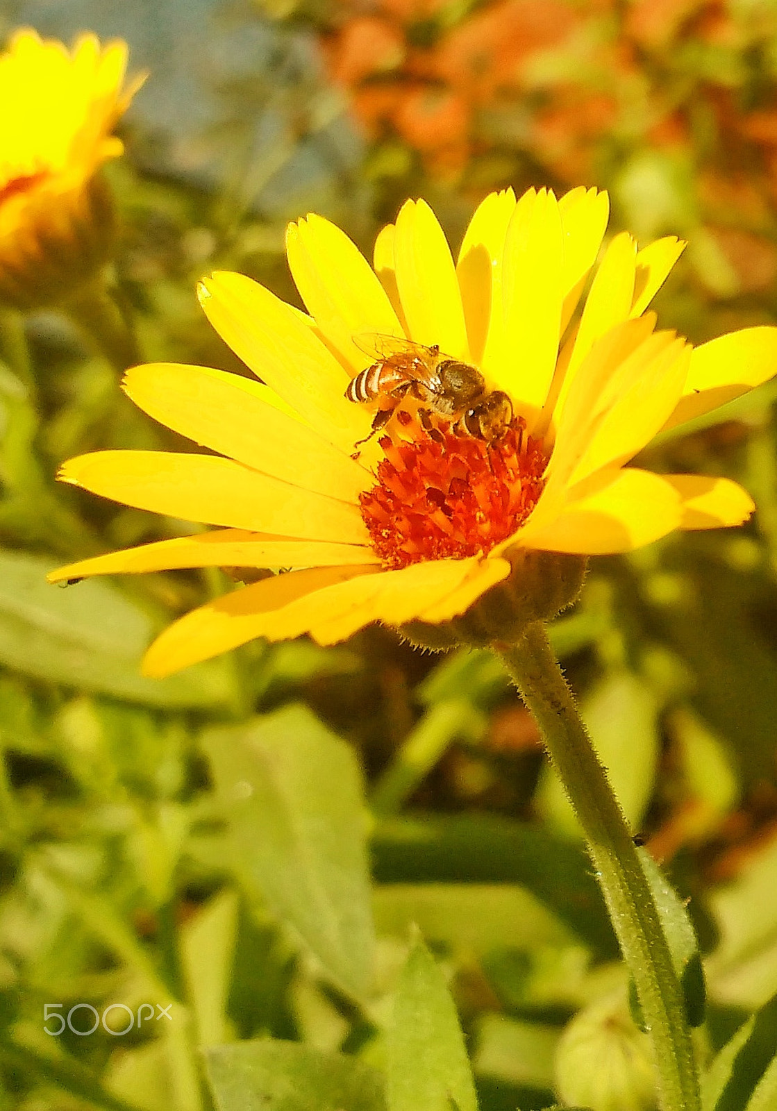 Motorola Moto G Turbo Edition sample photo. Bee on the yellow..... photography