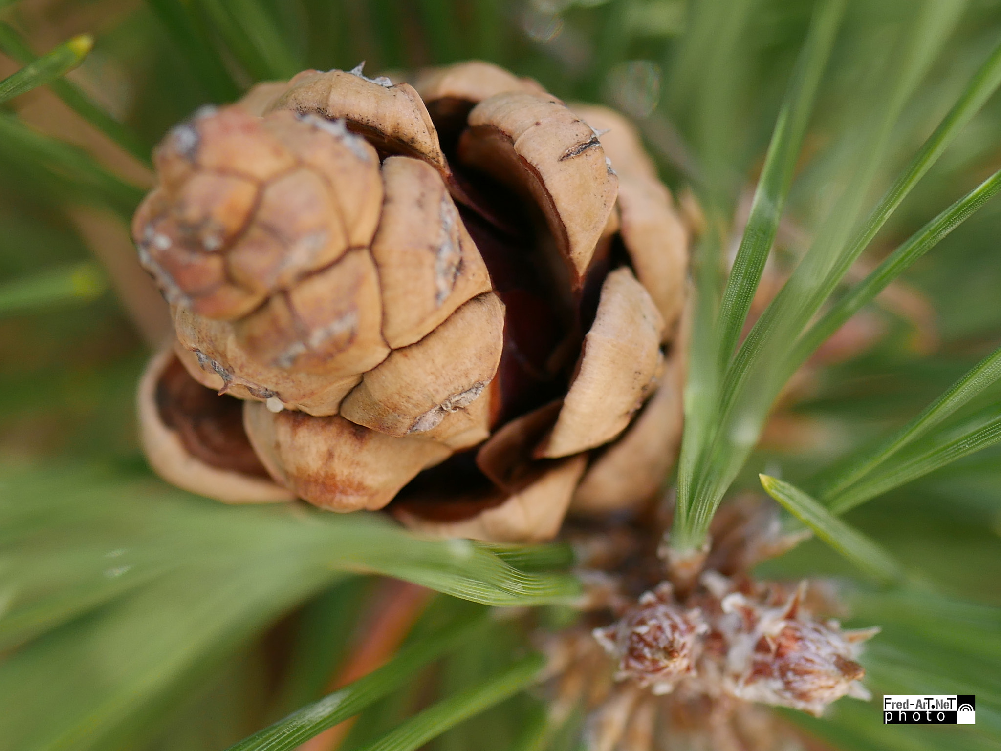 Panasonic Lumix G Macro 30mm F2.8 ASPH Mega OIS sample photo. P. de pin... photography