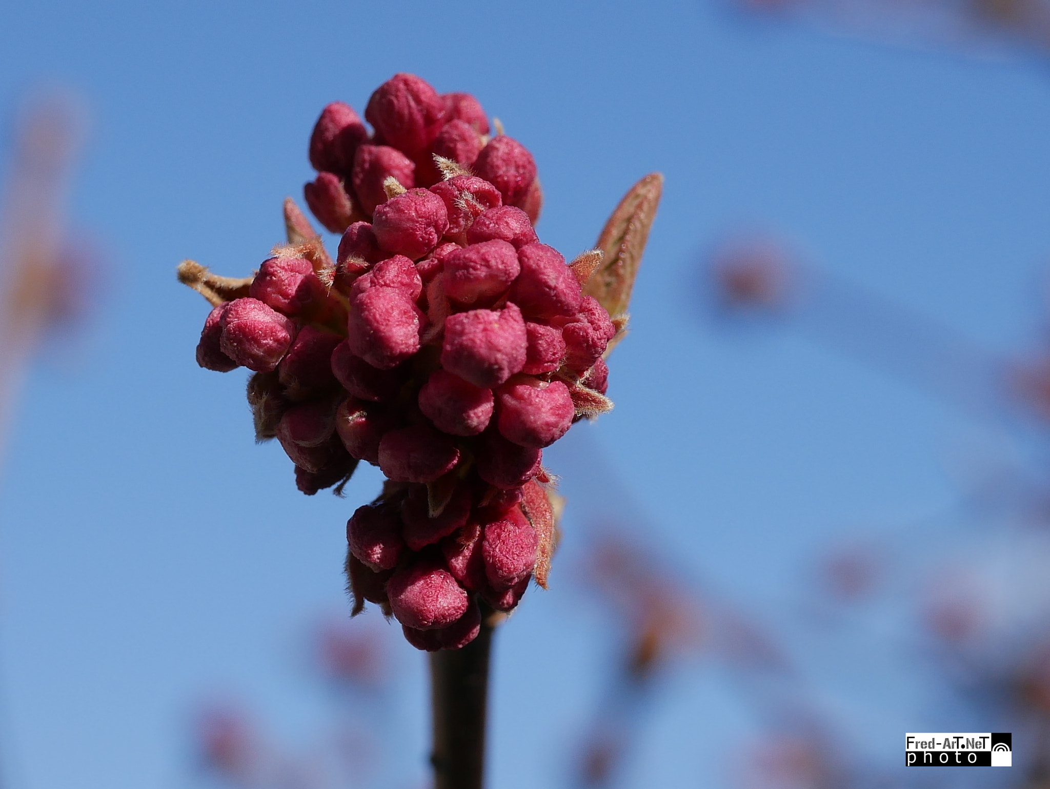 Panasonic DMC-G70 + Panasonic Lumix G Macro 30mm F2.8 ASPH Mega OIS sample photo. F à venir photography