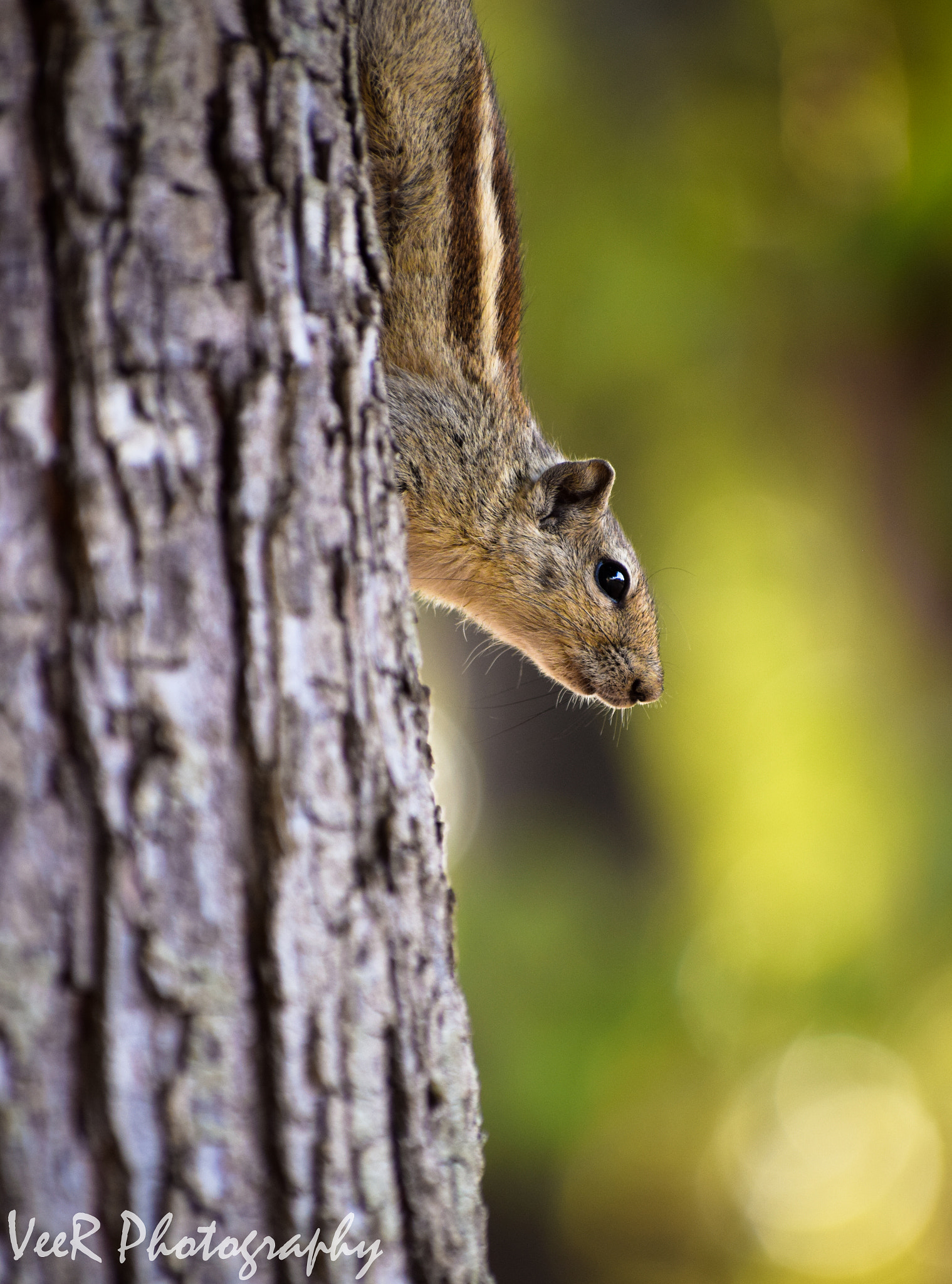 Nikon D5300 + Sigma 70-300mm F4-5.6 DG OS sample photo. In search of...? photography