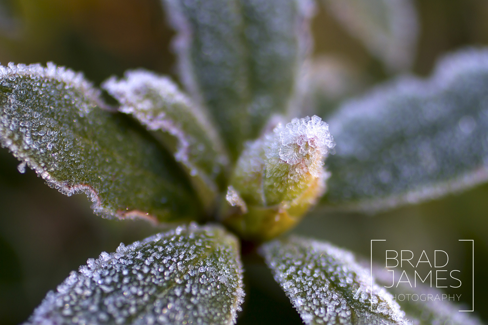 Canon EF 50mm F2.5 Macro sample photo. Frosty photography