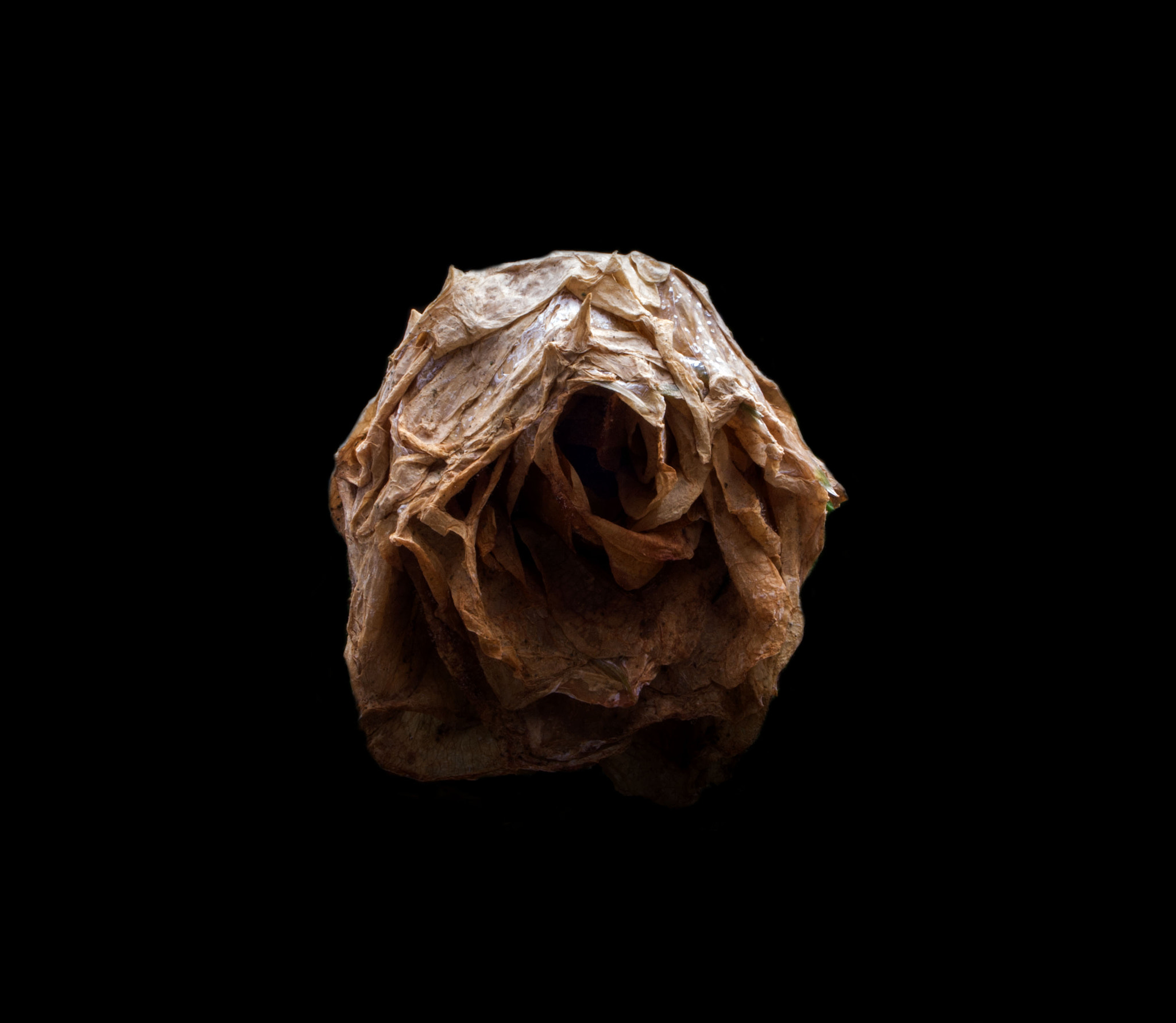 Olympus PEN E-PL1 sample photo. Floral eroticism photography