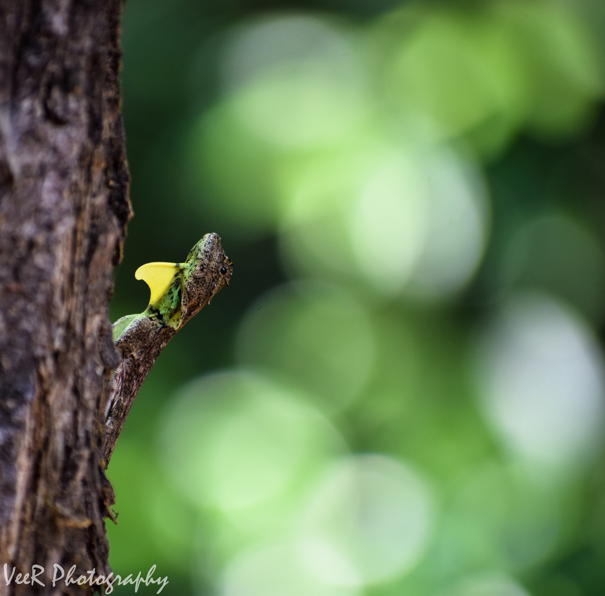 Nikon D5300 sample photo. Draco lizard photography