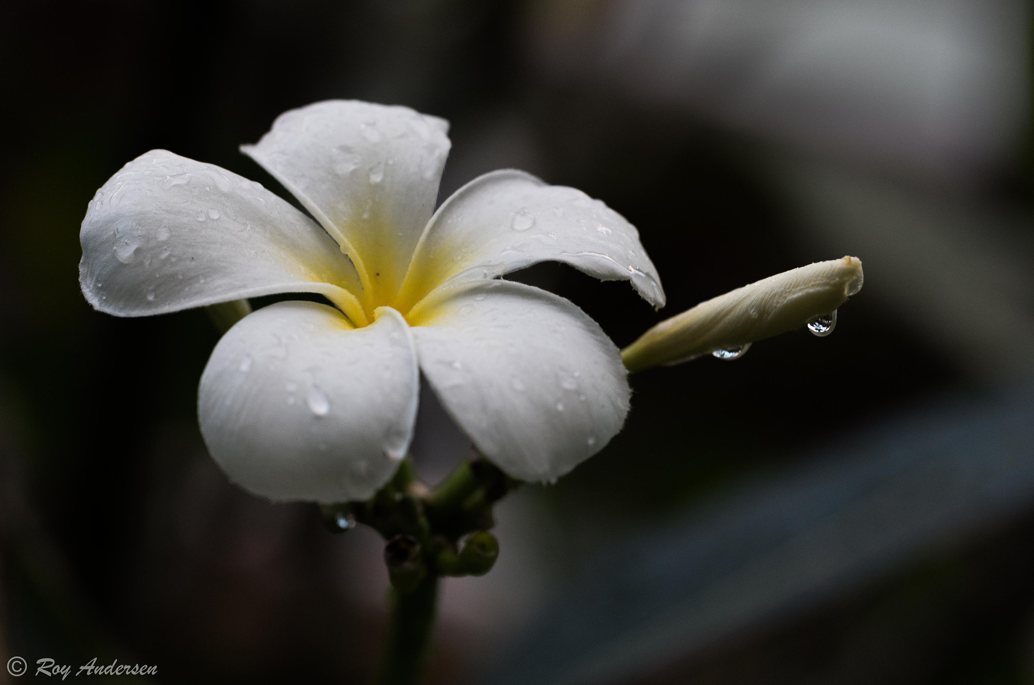 Nikon D750 sample photo. Flower with raindrops (plumeria) photography