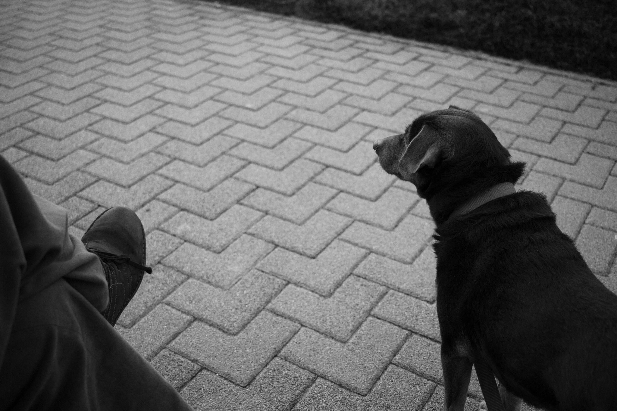 Canon EF-S 24mm F2.8 STM sample photo. Dog. photography
