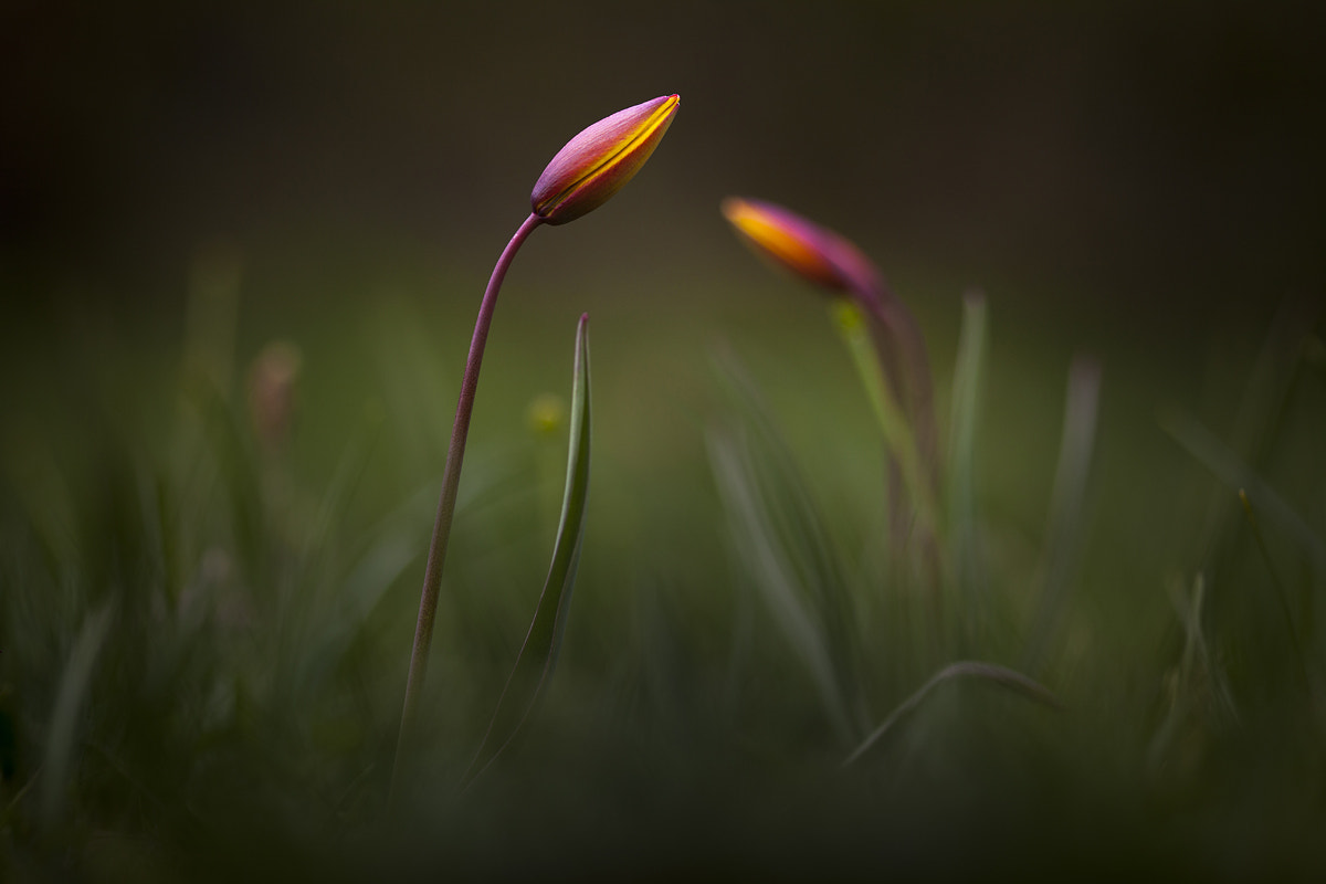 Sigma 105mm F2.8 EX DG Macro sample photo. Conversation photography