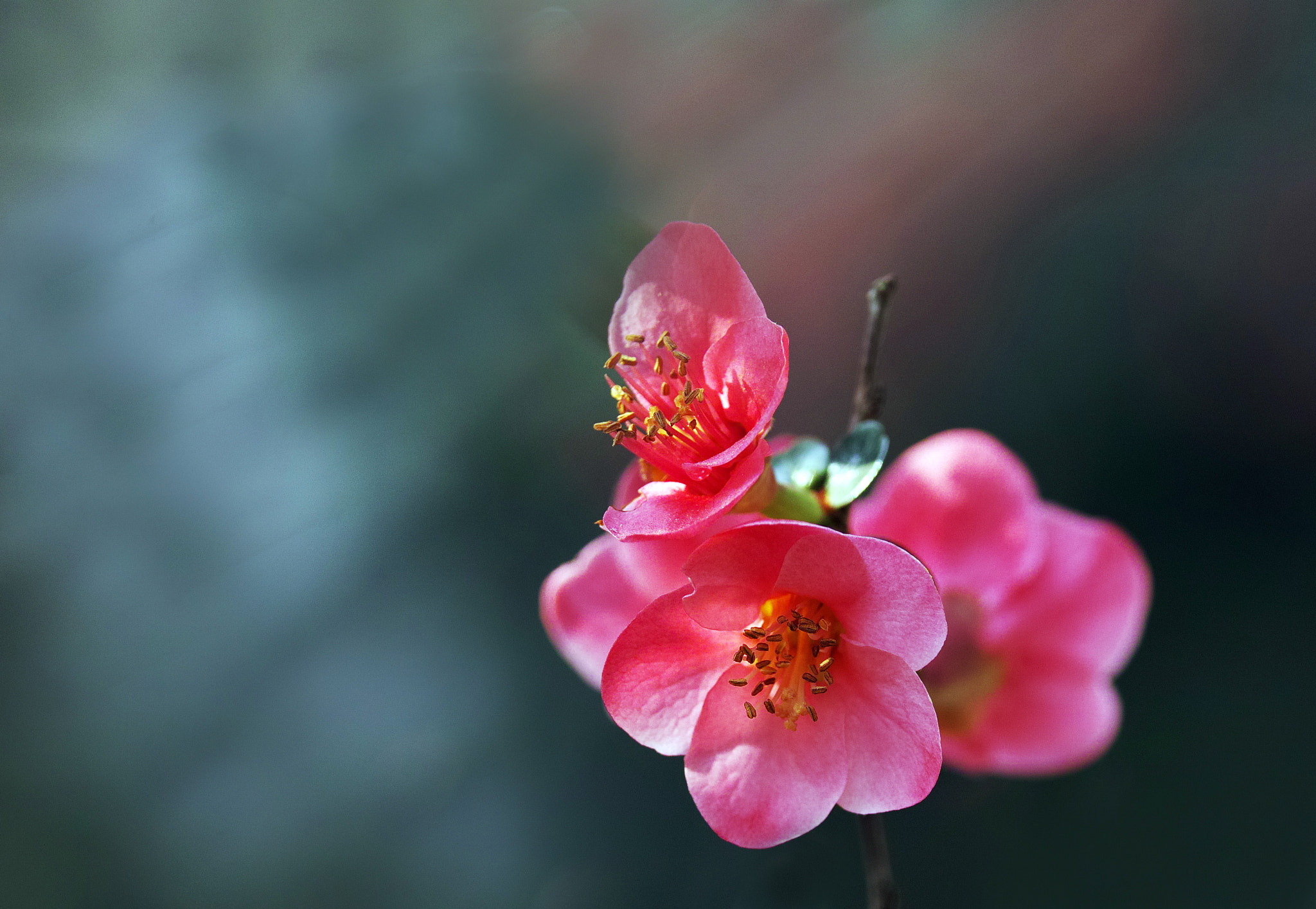 Sigma sd Quattro sample photo