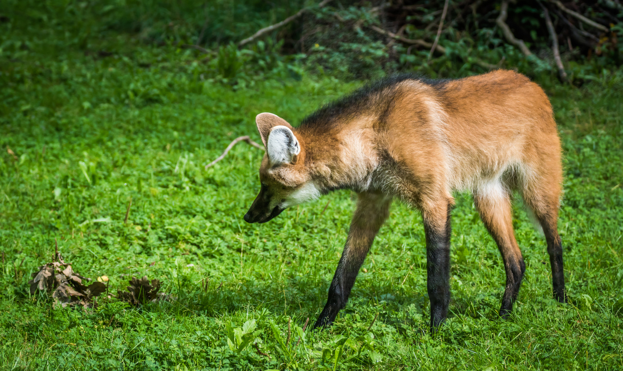 Sony ILCA-77M2 + Tamron SP 70-300mm F4-5.6 Di USD sample photo. Long-legged manewolf - chrysocyon brachyurus photography