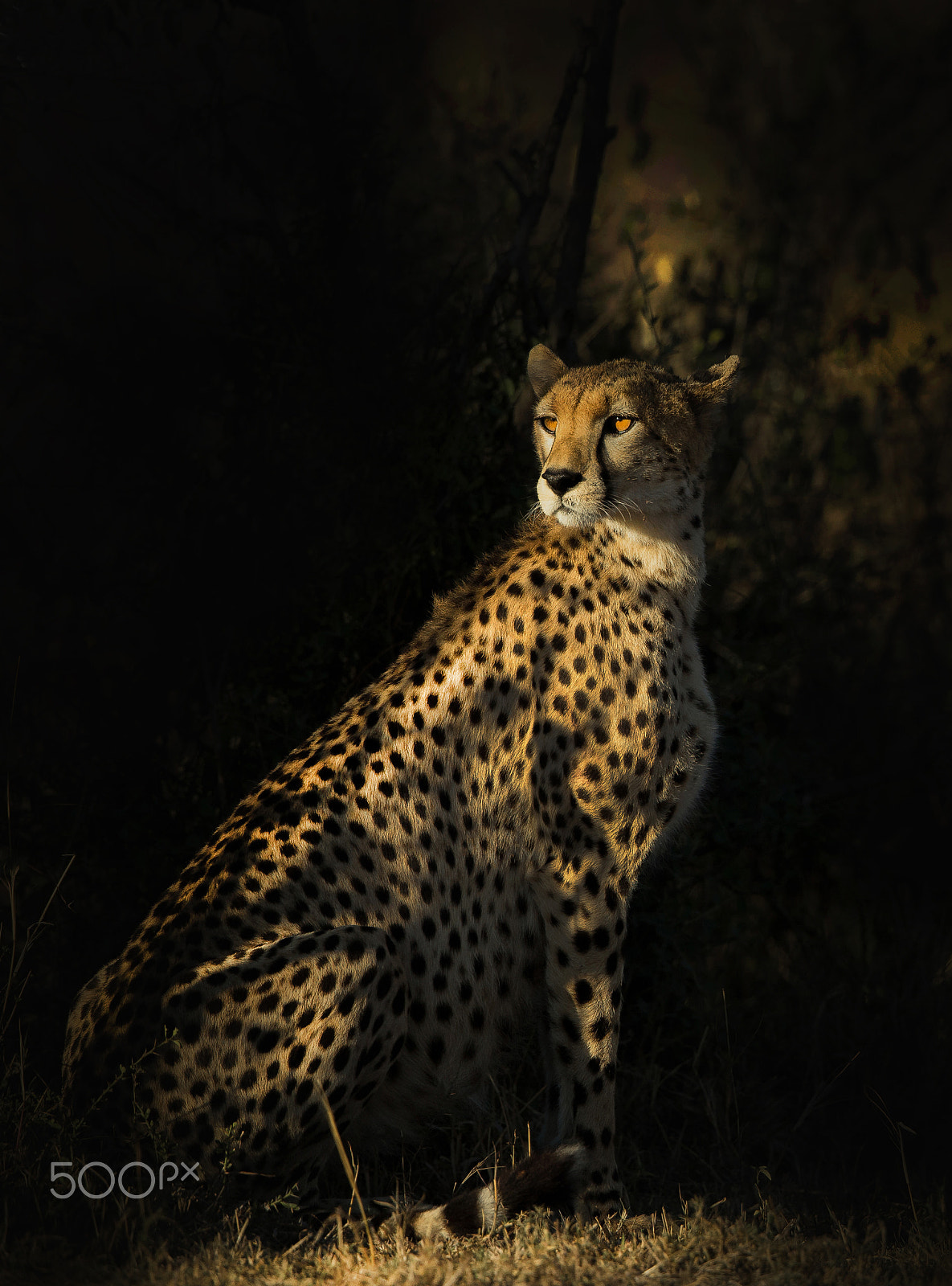 Canon EF 500mm F4L IS II USM sample photo. In the shades of nature photography