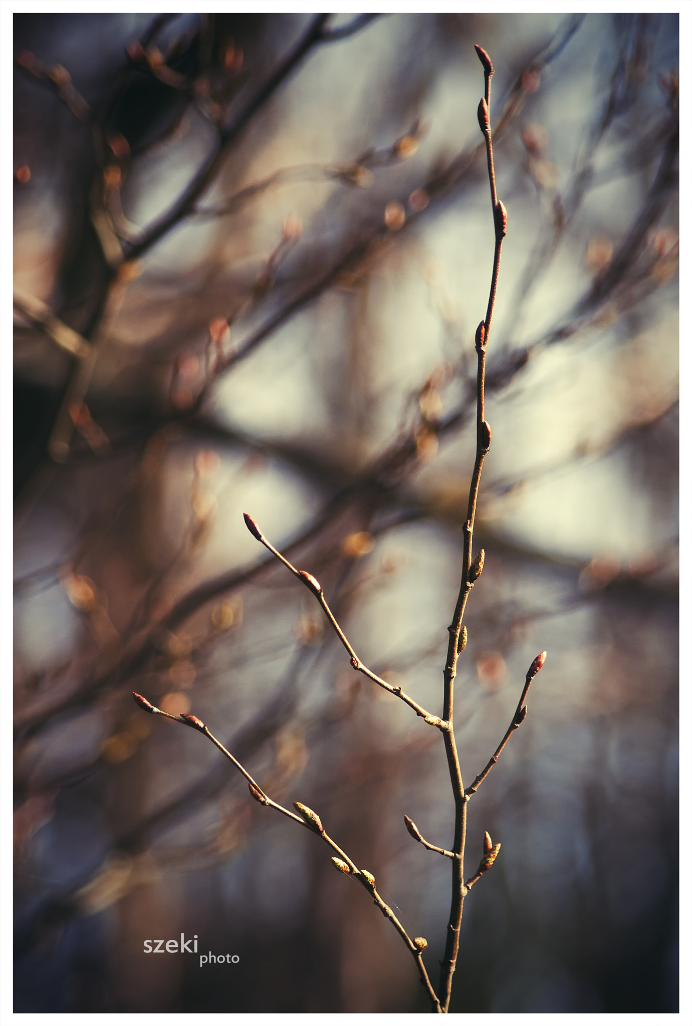 Pentax smc DA 55-300mm F4.0-5.8 ED sample photo. Burgeon photography