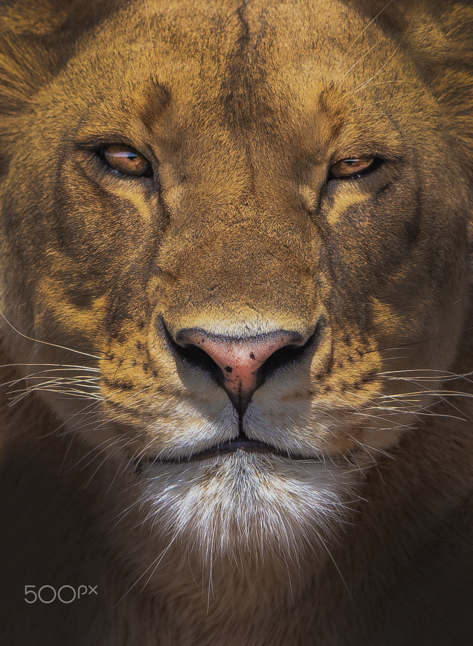 Canon EOS-1D X + Canon EF 500mm F4L IS II USM sample photo. The queen of the jungle photography