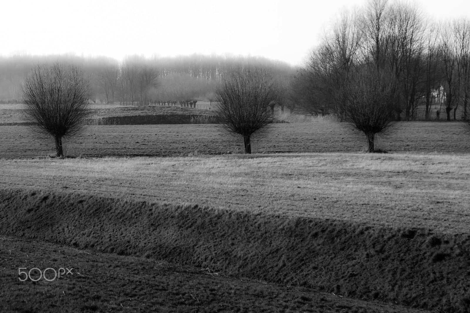 Canon EOS 40D + Canon EF 24-105mm F4L IS USM sample photo. Trees photography