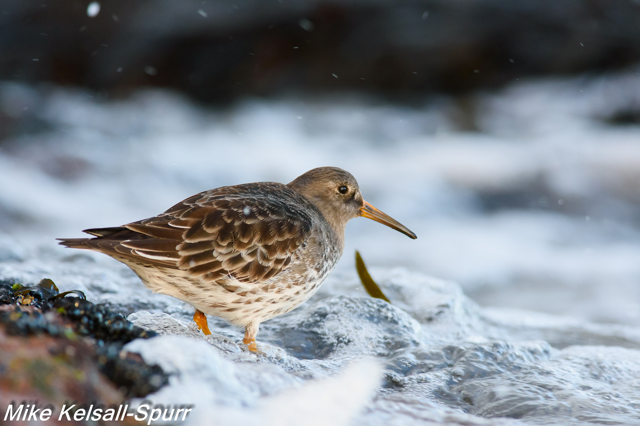 Nikon D7200 sample photo. Purple sandpiper paddling photography