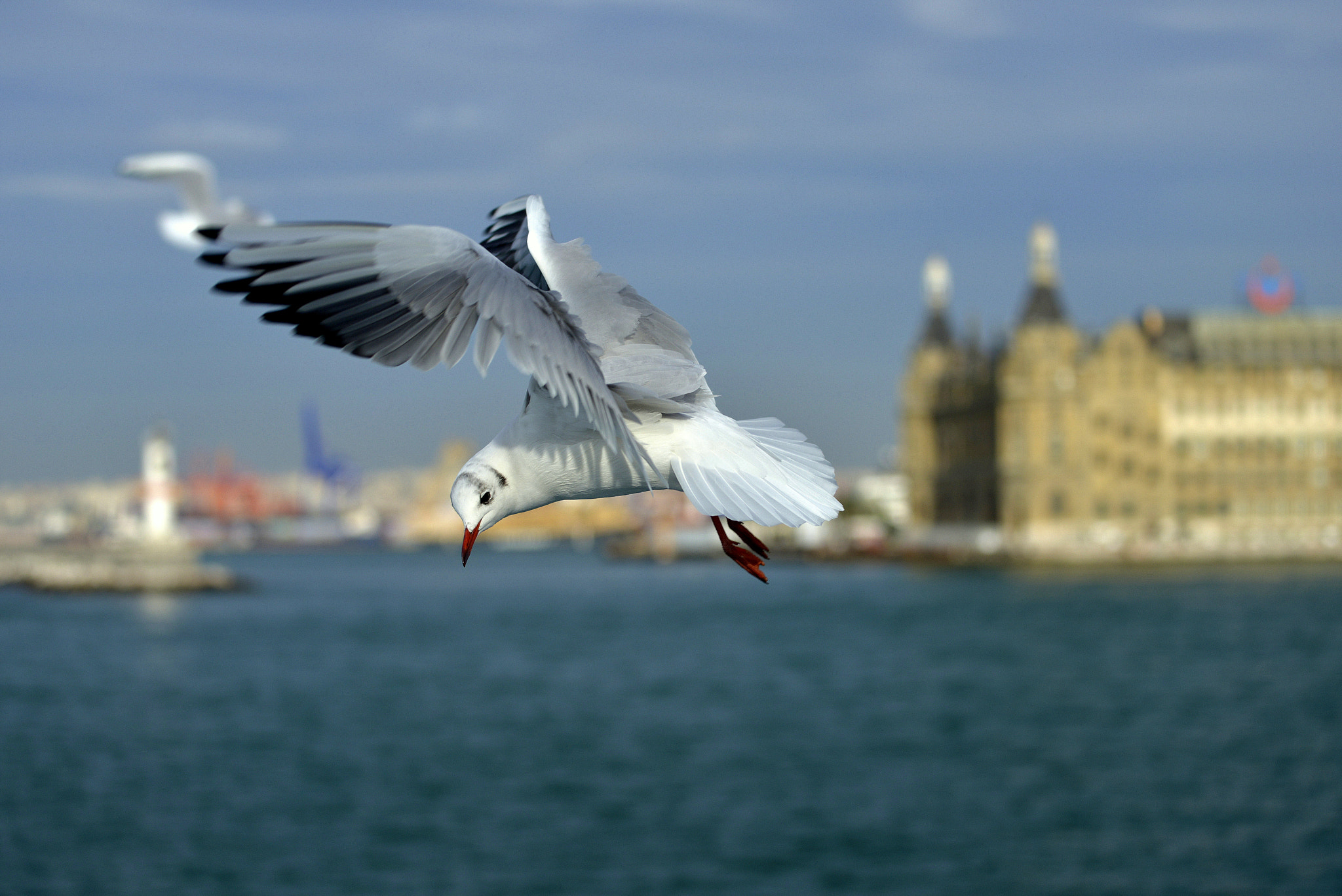 Nikon AF-S Nikkor 70-200mm F4G ED VR sample photo. Red beak photography