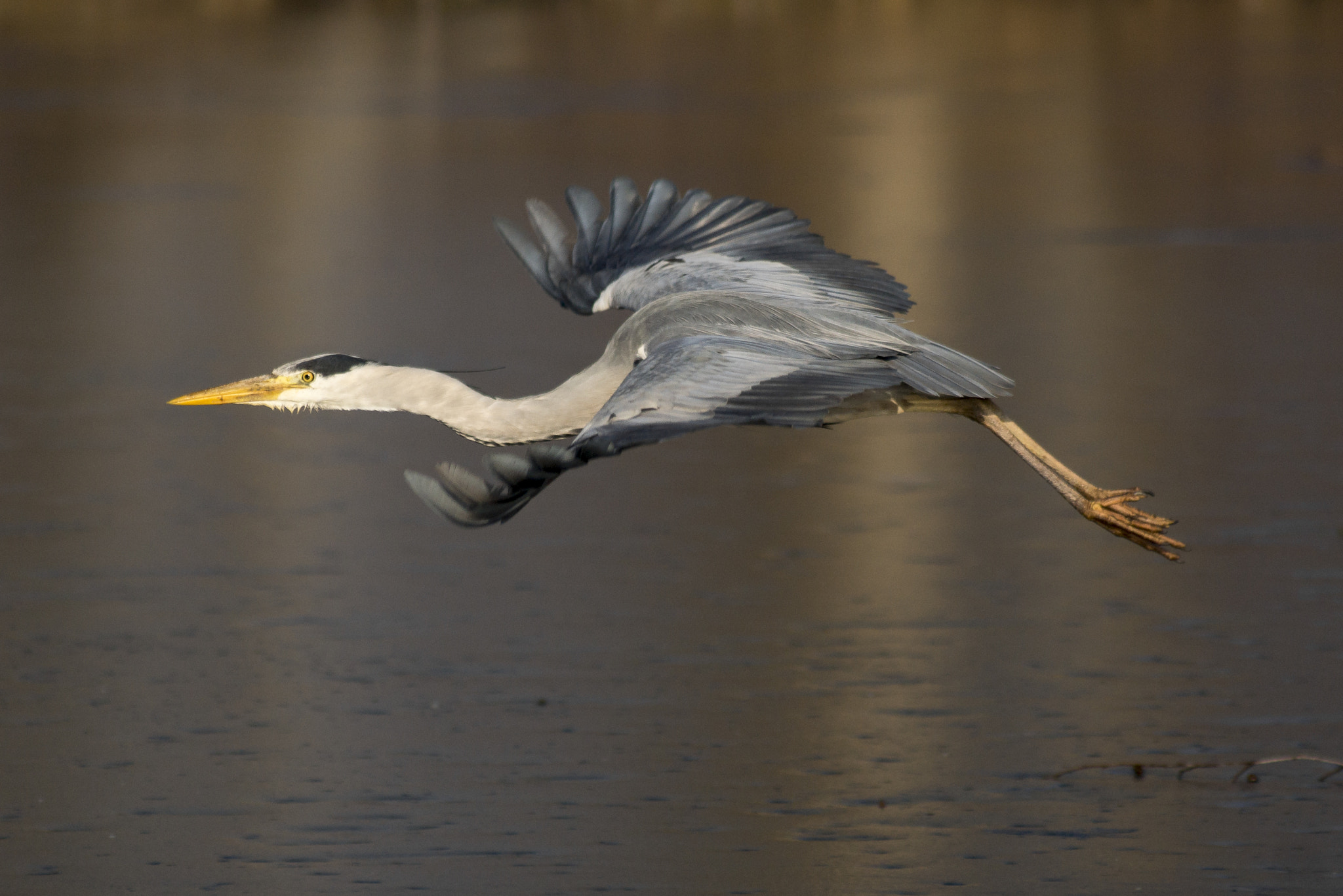 Sony SLT-A65 (SLT-A65V) sample photo. Flying grey heron photography