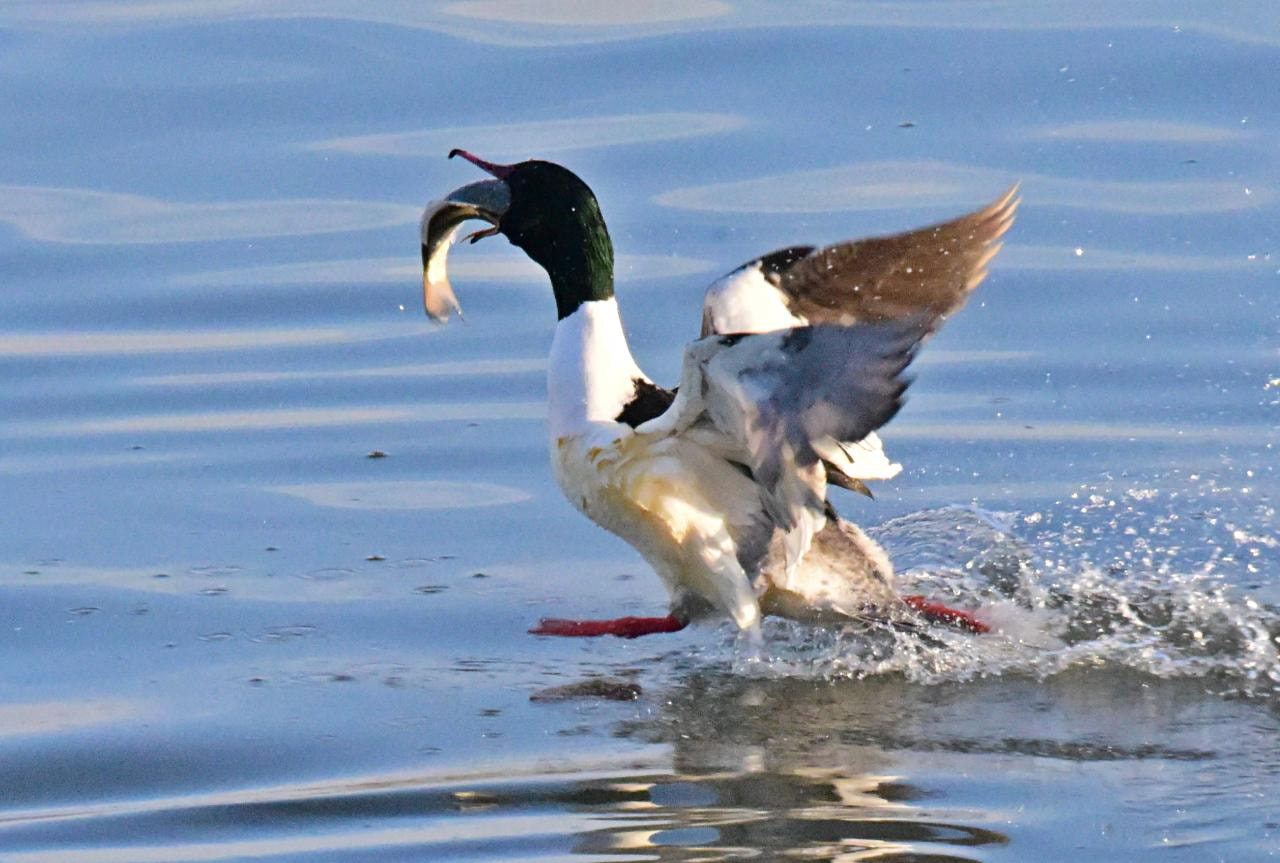 Sigma 150-600mm F5-6.3 DG OS HSM | S sample photo