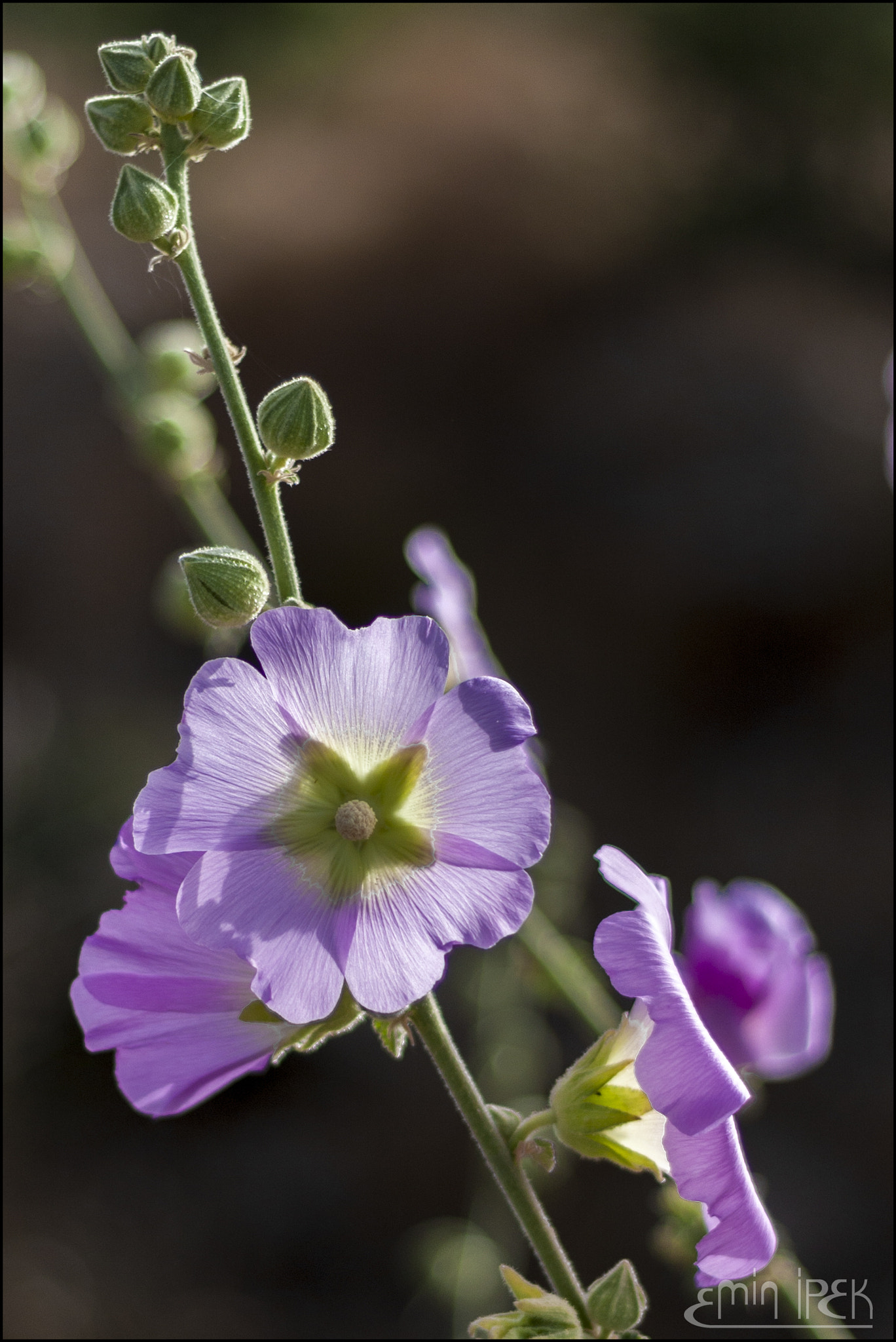 Canon EOS 40D sample photo. Mallow photography