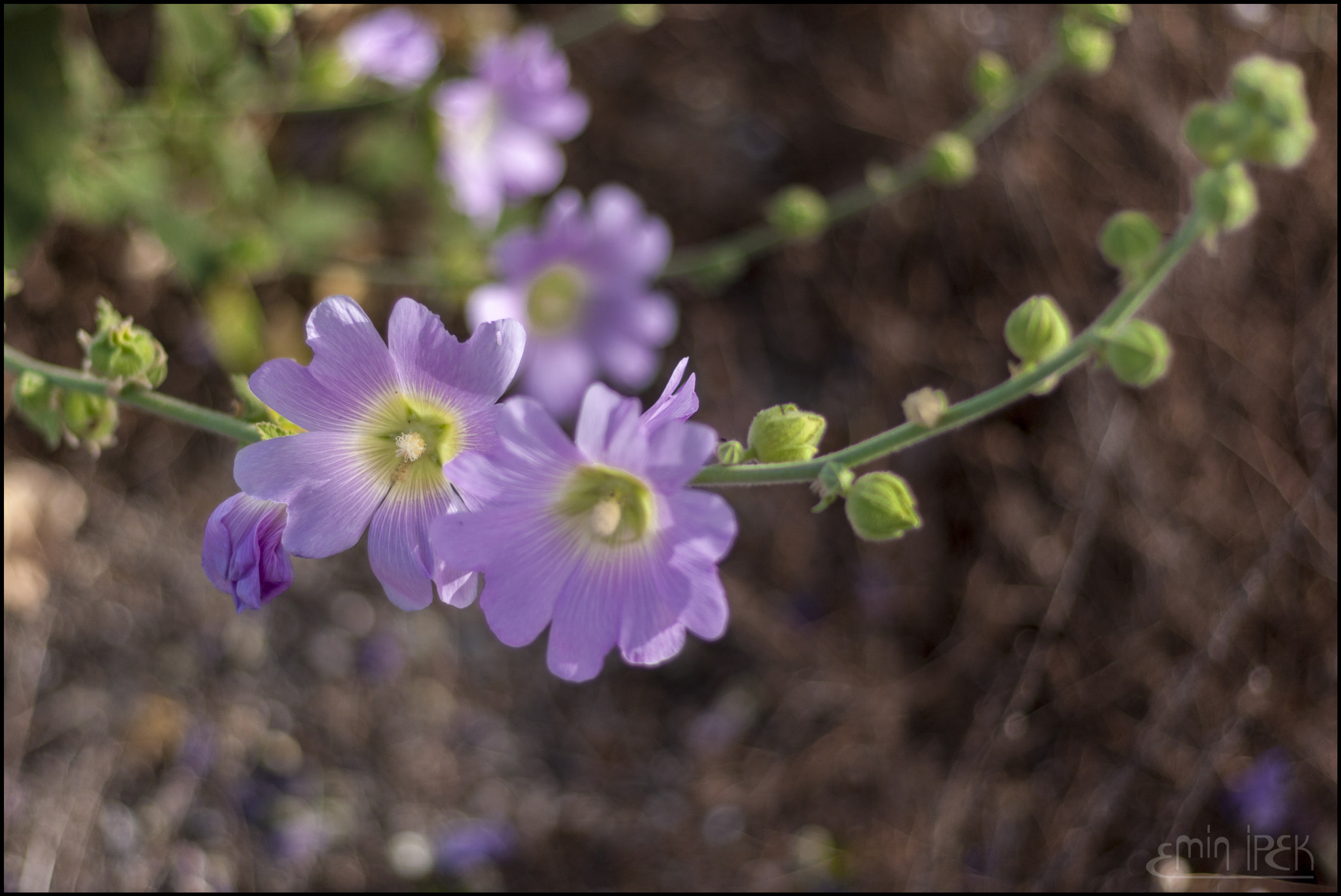 Canon EOS 40D sample photo. Mallow photography