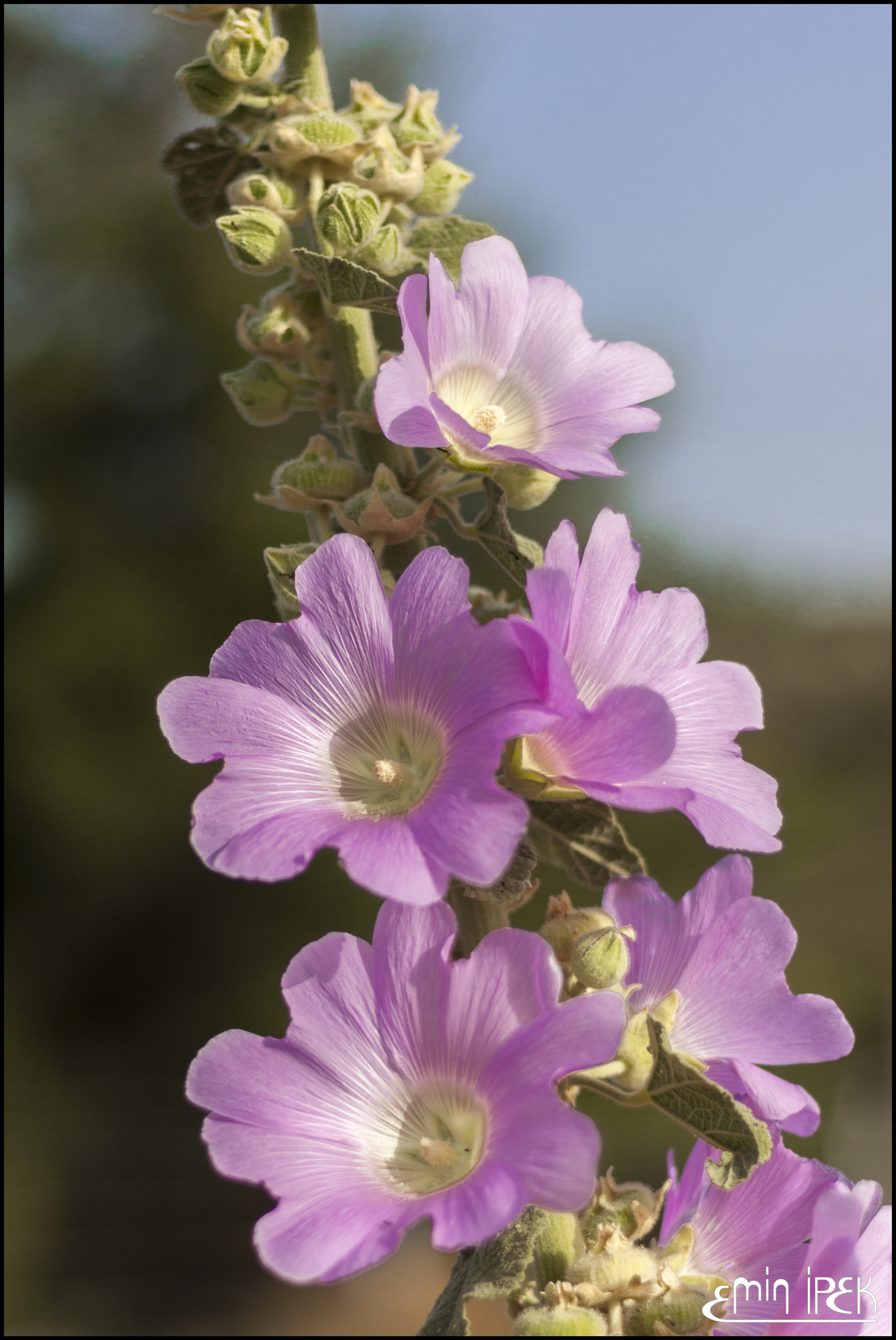 Canon EOS 40D + Canon EF 50mm F1.8 STM sample photo. Mallow photography