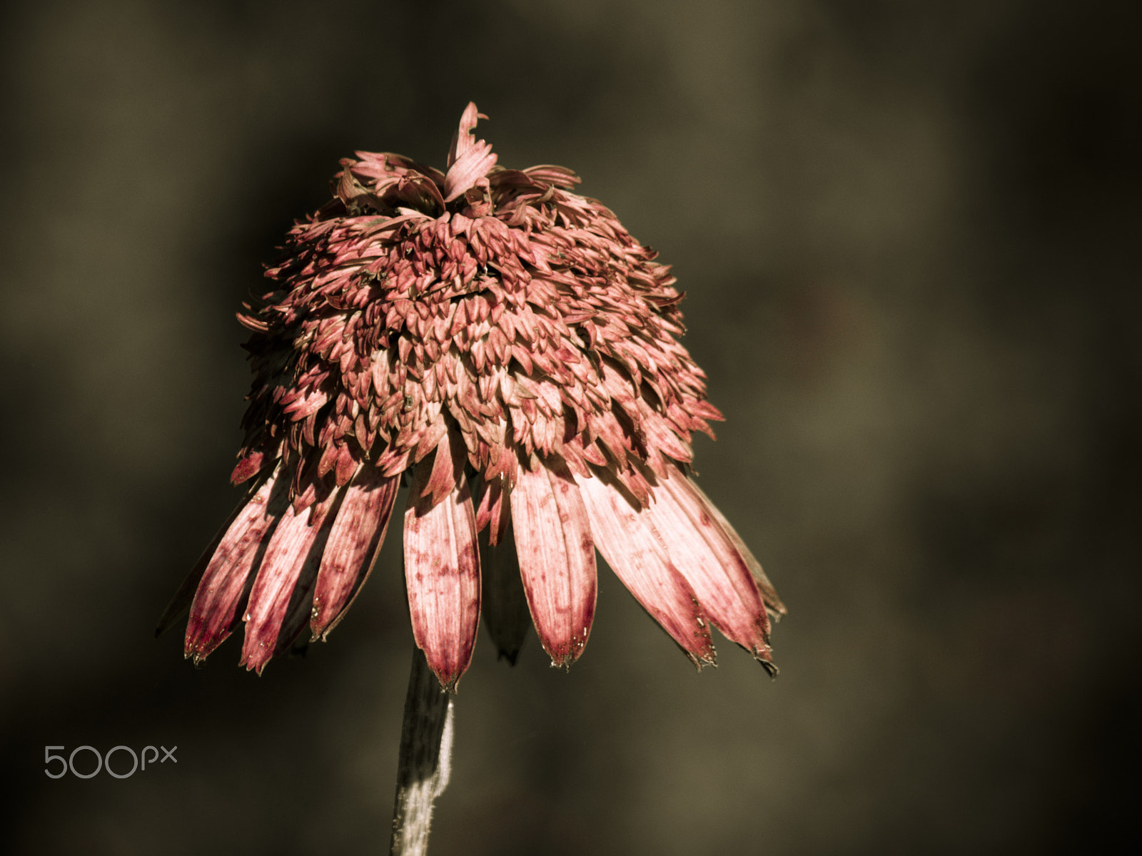 Olympus OM-D E-M1 + Panasonic Lumix G Vario 100-300mm F4-5.6 OIS sample photo. Beautiful equinacea flower in bloom photography