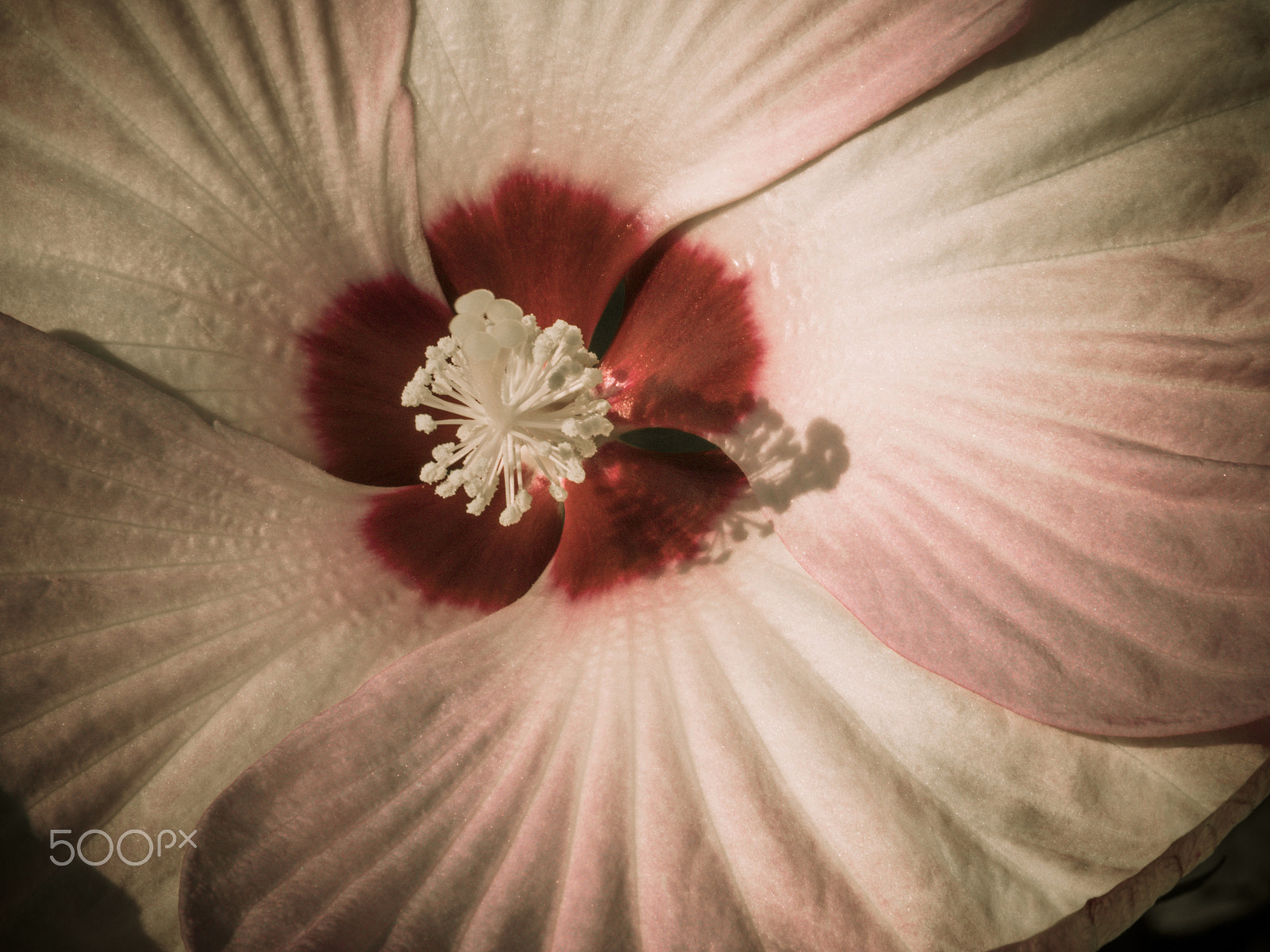 Olympus OM-D E-M1 + Panasonic Lumix G Vario 100-300mm F4-5.6 OIS sample photo. Beautiful rose mallow hibiscus flower in bloom photography