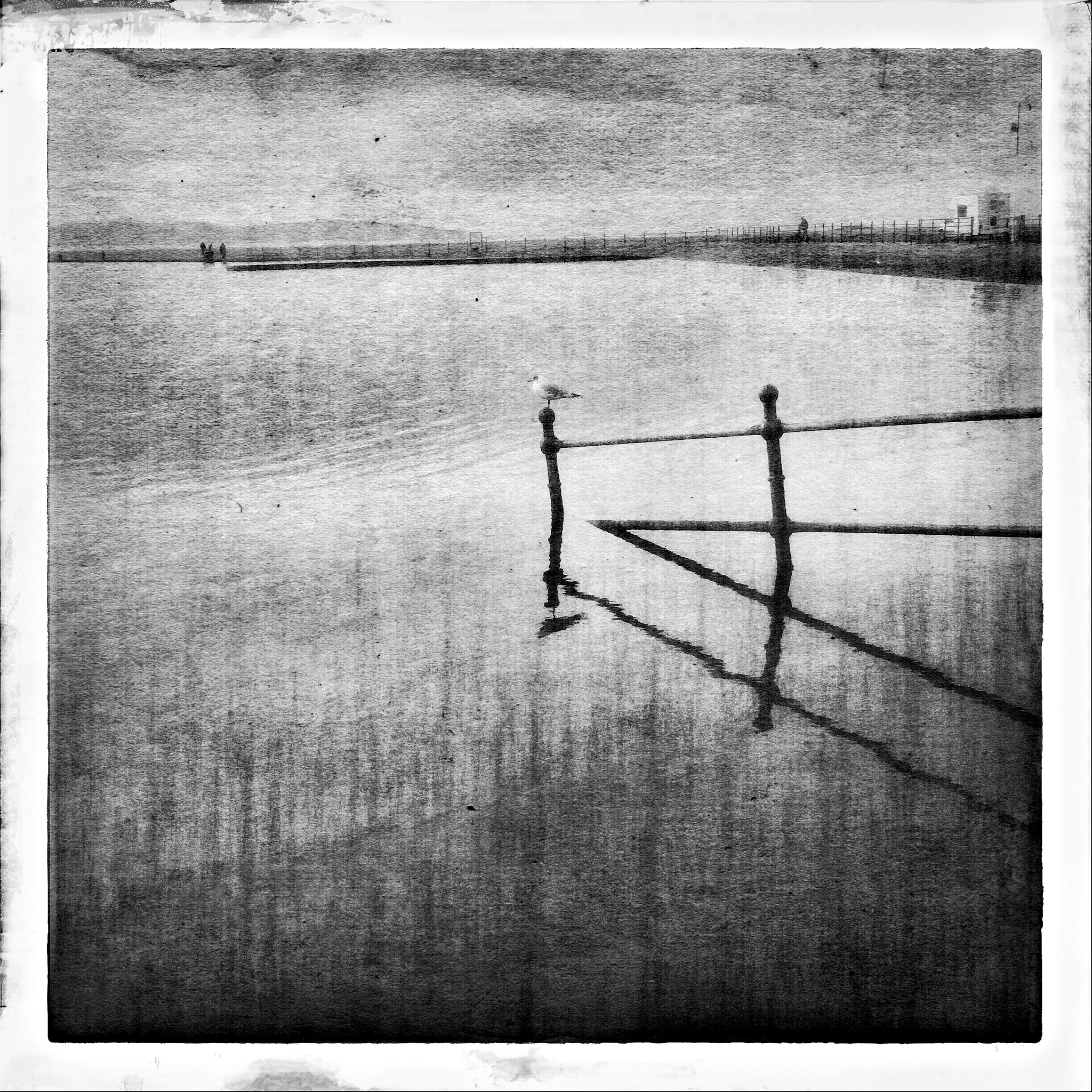 Hipstamatic 330 sample photo. Gull photography