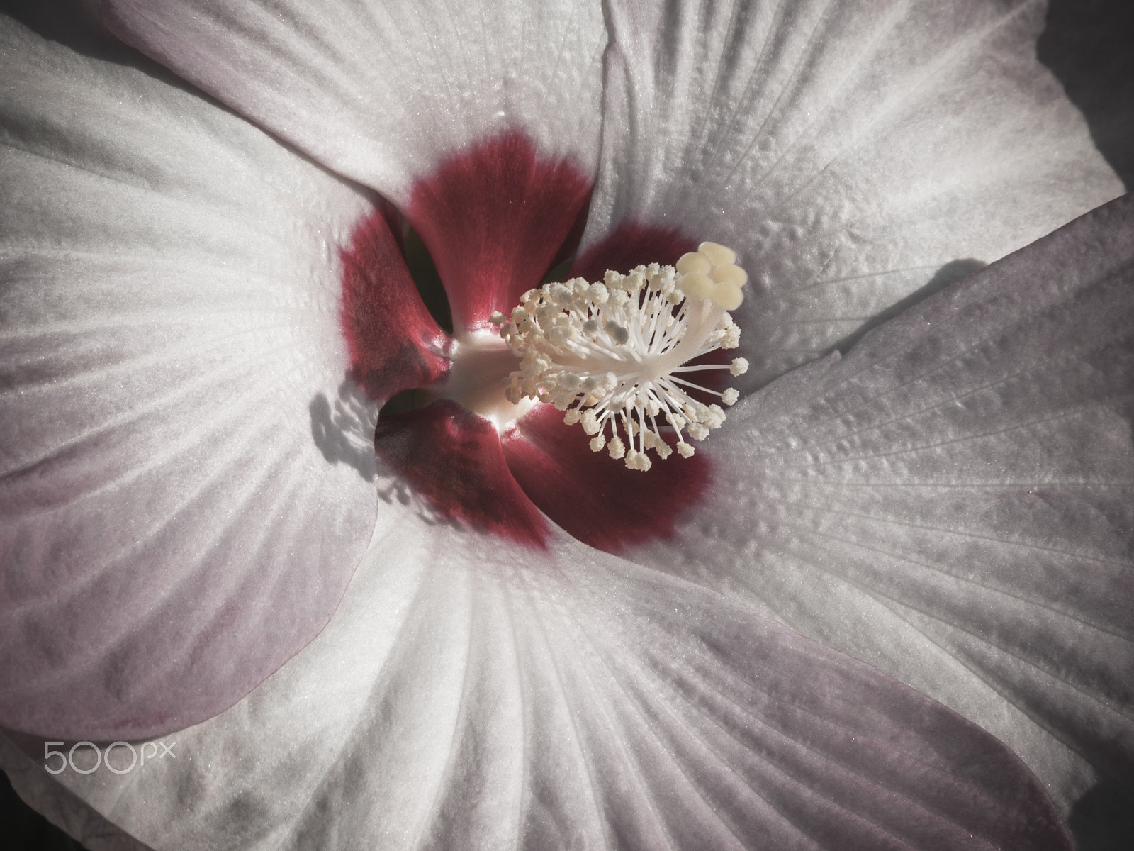 Olympus OM-D E-M1 sample photo. Beautiful rose mallow hibiscus flower in bloom photography