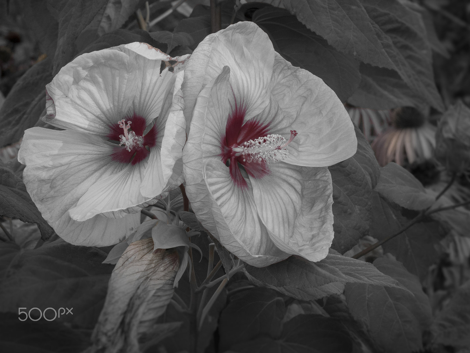 Olympus OM-D E-M1 sample photo. Beautiful rose mallow hibiscus flower in bloom photography