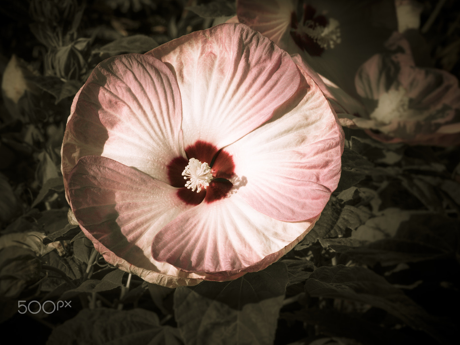 Olympus OM-D E-M1 + Panasonic Lumix G Vario 100-300mm F4-5.6 OIS sample photo. Beautiful rose mallow hibiscus flower in bloom photography