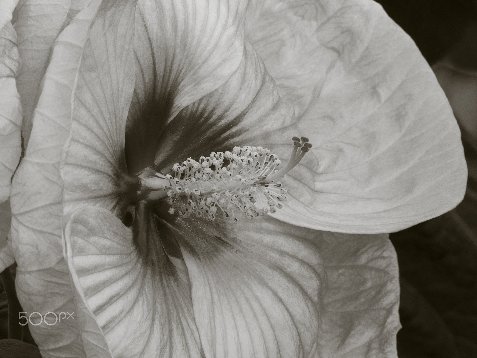 Olympus OM-D E-M1 sample photo. Beautiful rose mallow hibiscus flower in bloom photography