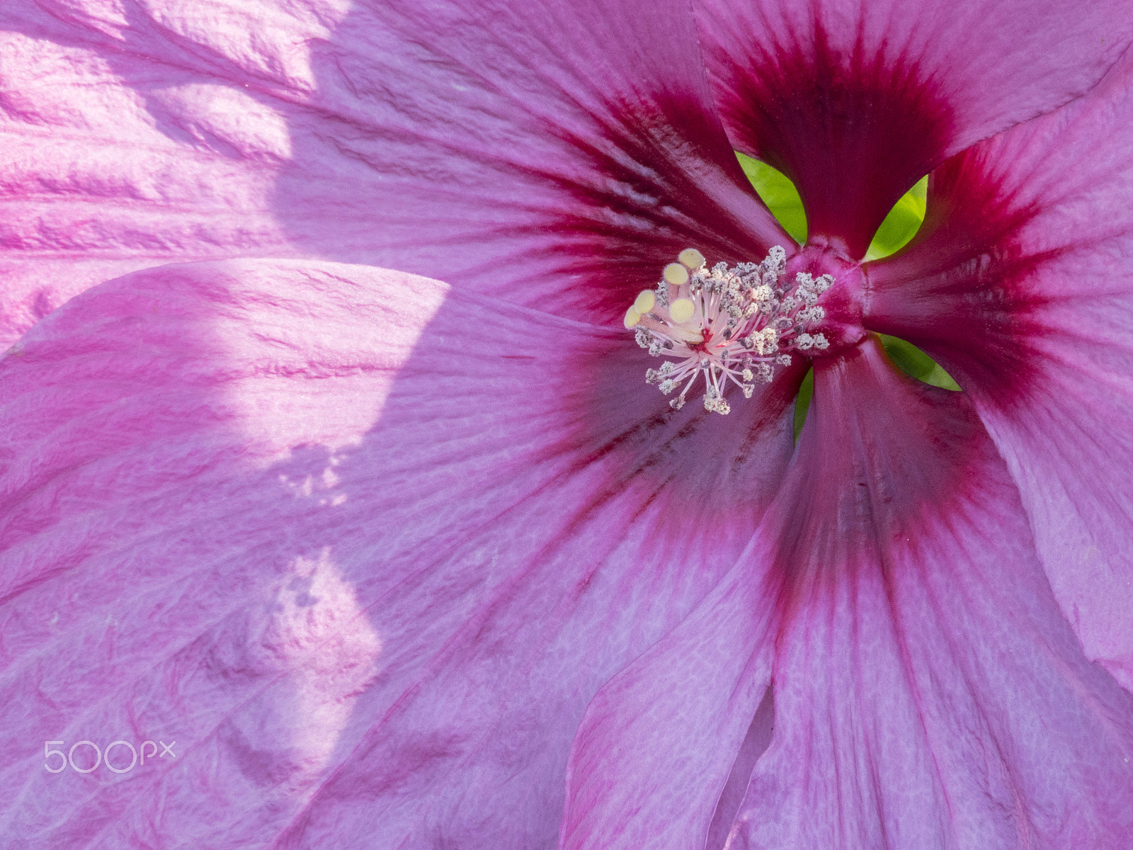 Olympus OM-D E-M1 sample photo. Beautiful rose mallow hibiscus flower in bloom photography