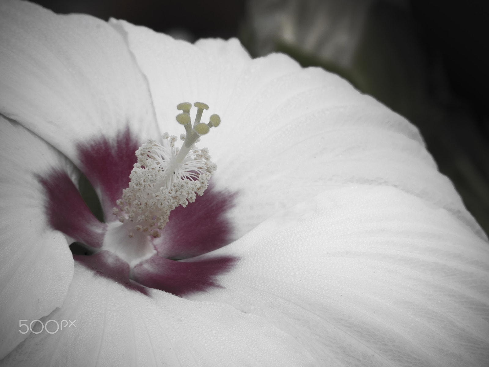 Olympus OM-D E-M1 sample photo. Beautiful rose mallow hibiscus flower in bloom photography