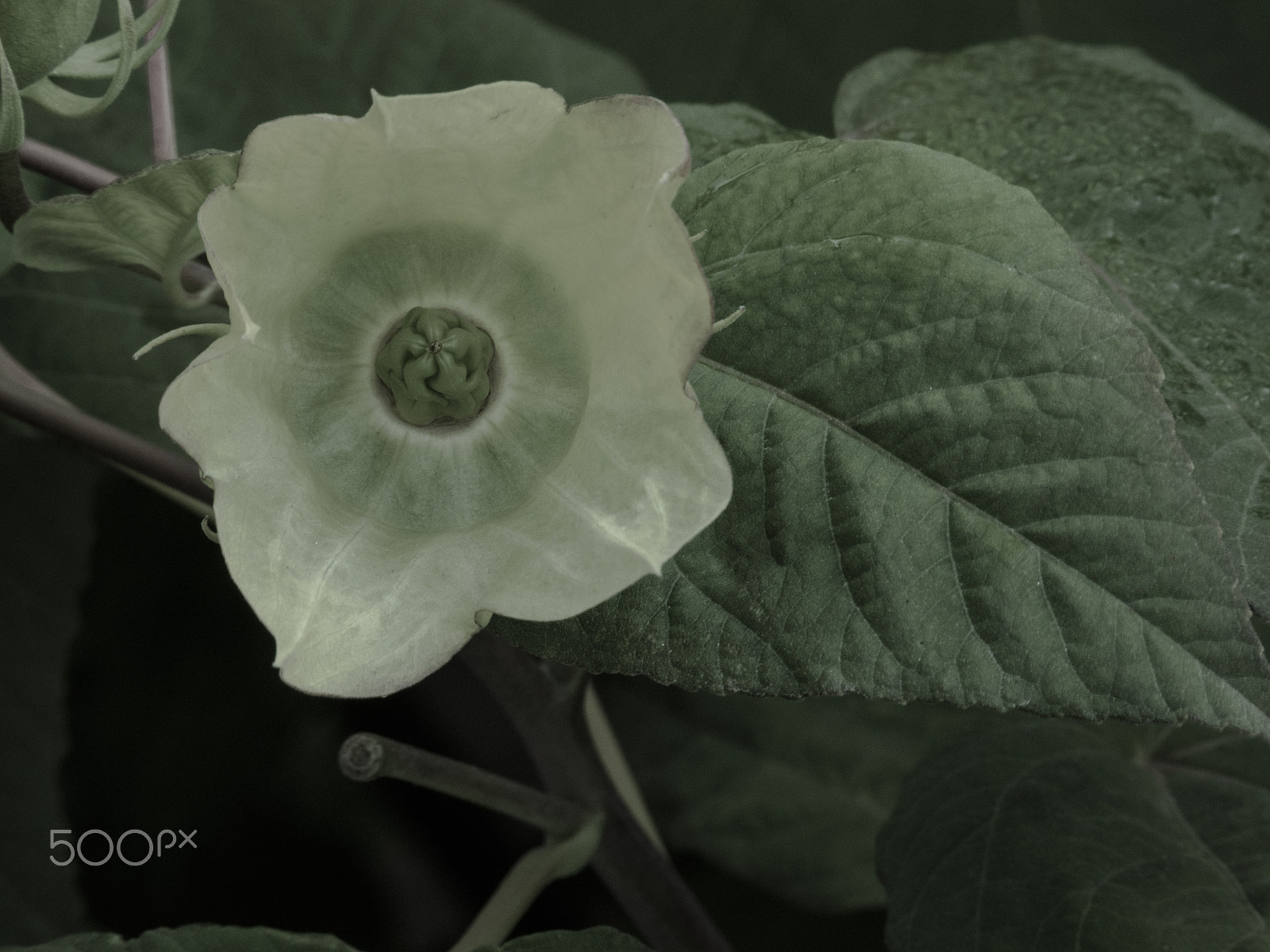 Olympus OM-D E-M1 sample photo. End of the blooming photography