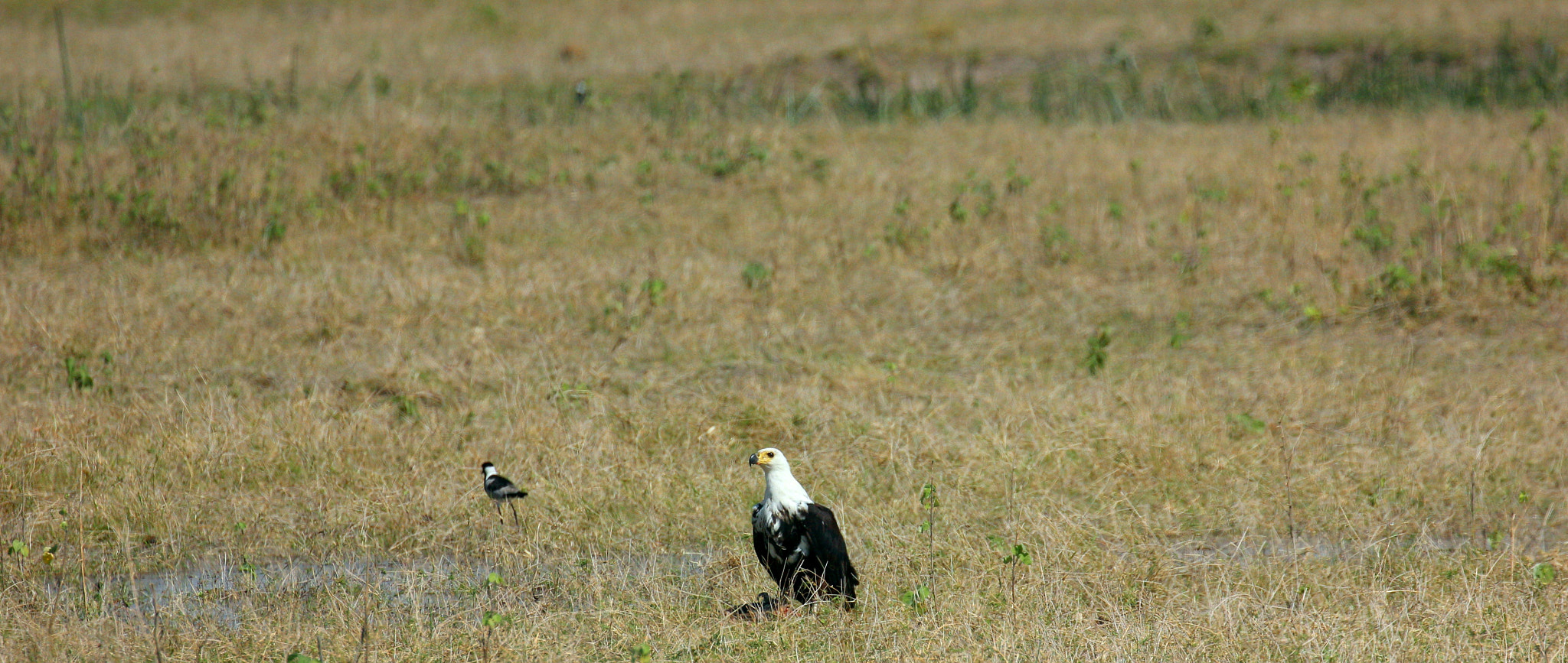 Canon EOS 600D (Rebel EOS T3i / EOS Kiss X5) sample photo. African fish eagle with catch in its talons photography