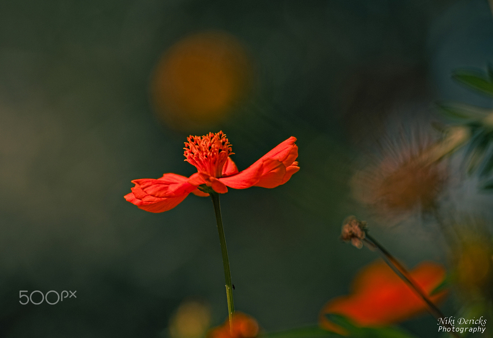 Nikon D3000 sample photo. Red flower photography