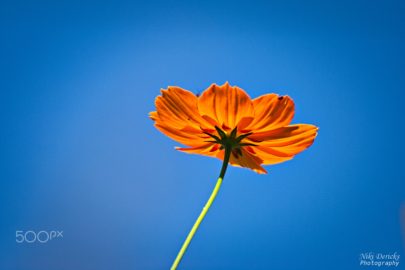 Nikon D3000 sample photo. Into the sky photography