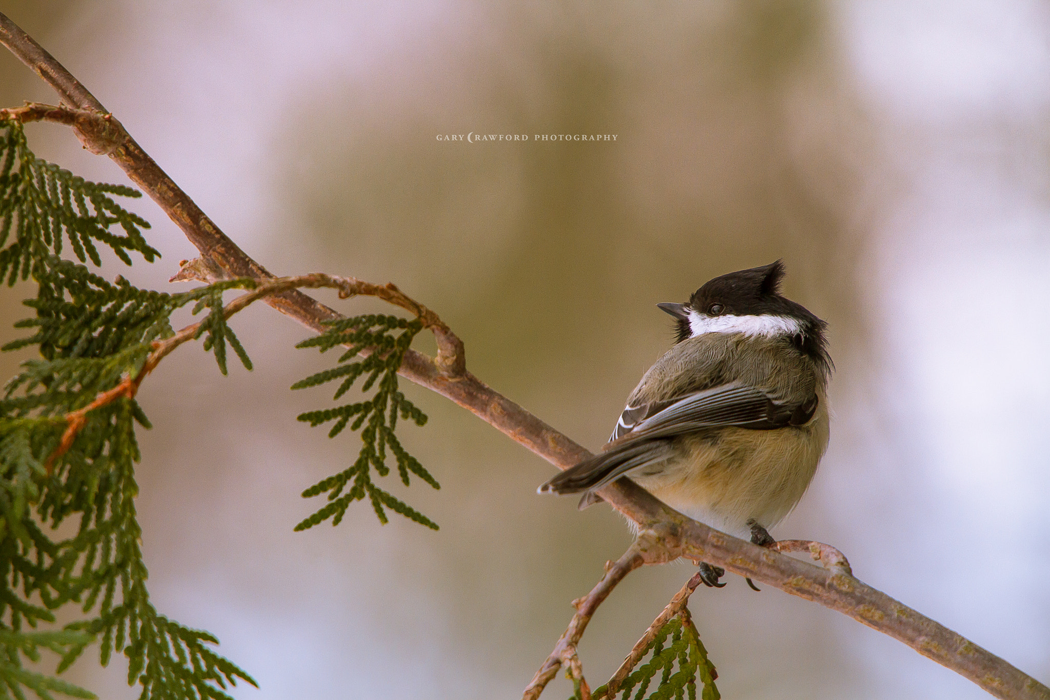 Canon EOS 7D + Sigma 50-500mm F4.5-6.3 DG OS HSM sample photo. Windy days and chickadees photography