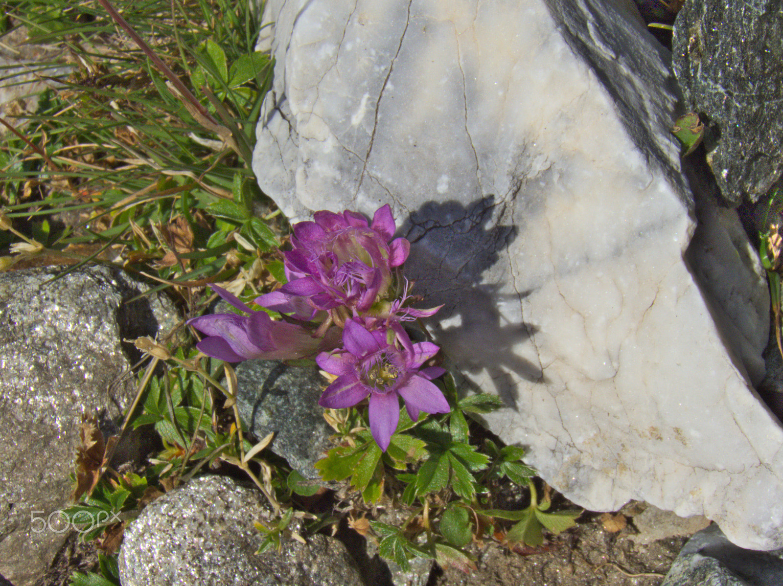 Kodak EasyShare Z990 (EasyShare Max) sample photo. Flowers [texel group, italy] photography