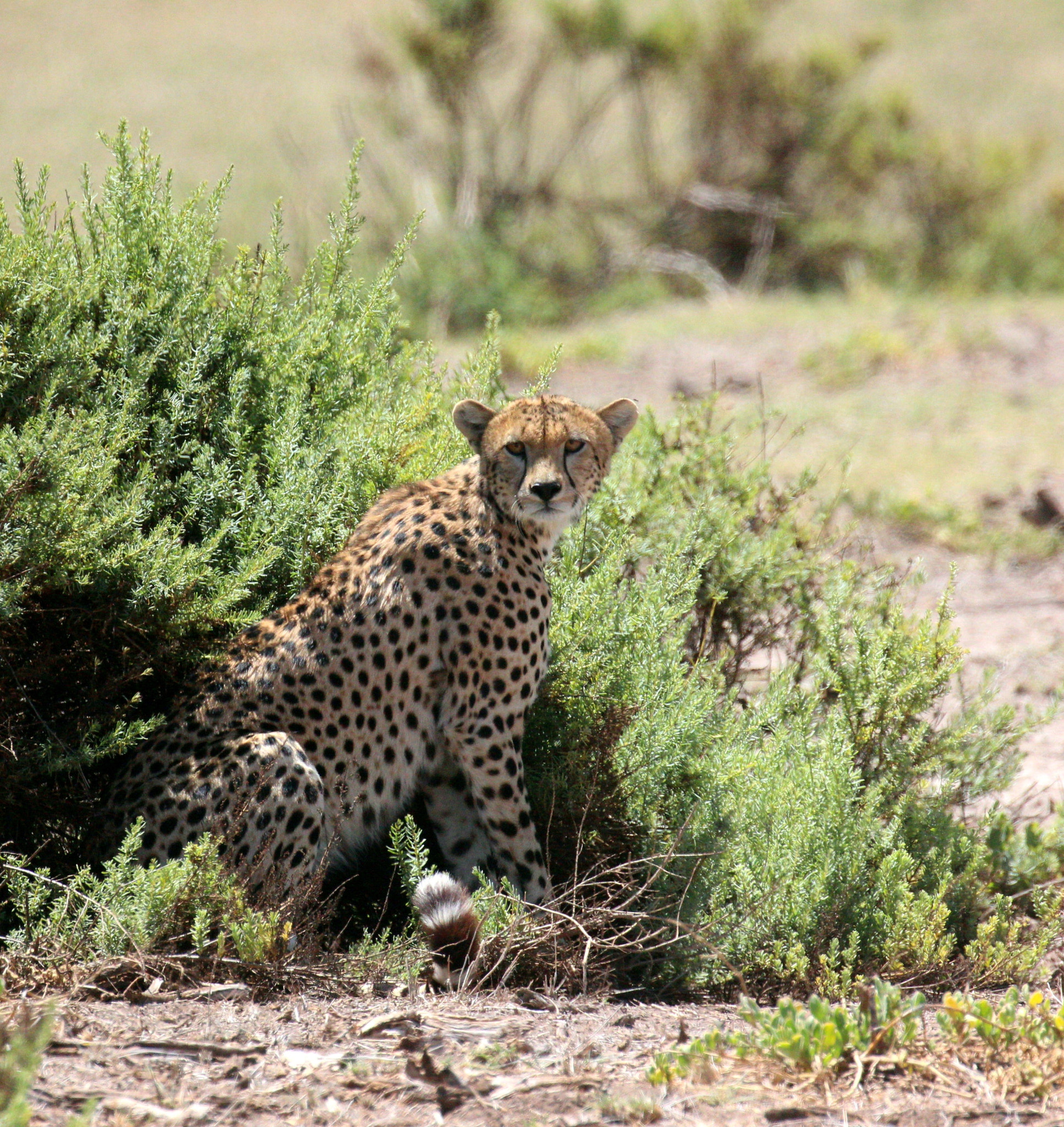 Canon EOS 600D (Rebel EOS T3i / EOS Kiss X5) sample photo. We spotted the kill of cheetah first, a thompson's ... photography