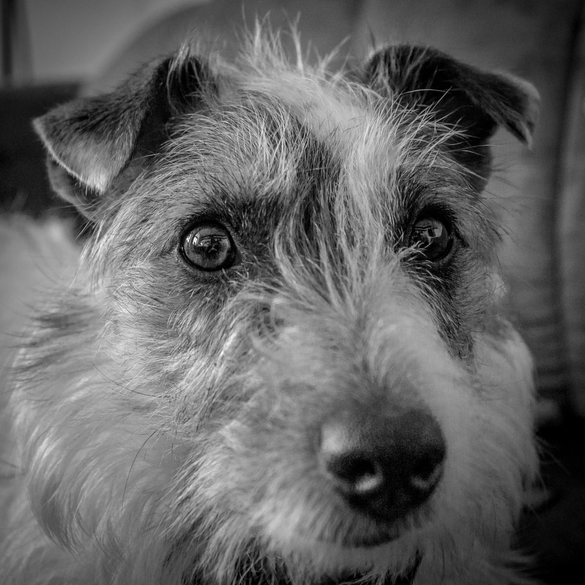 Pentax K-5 sample photo. Just dog photography