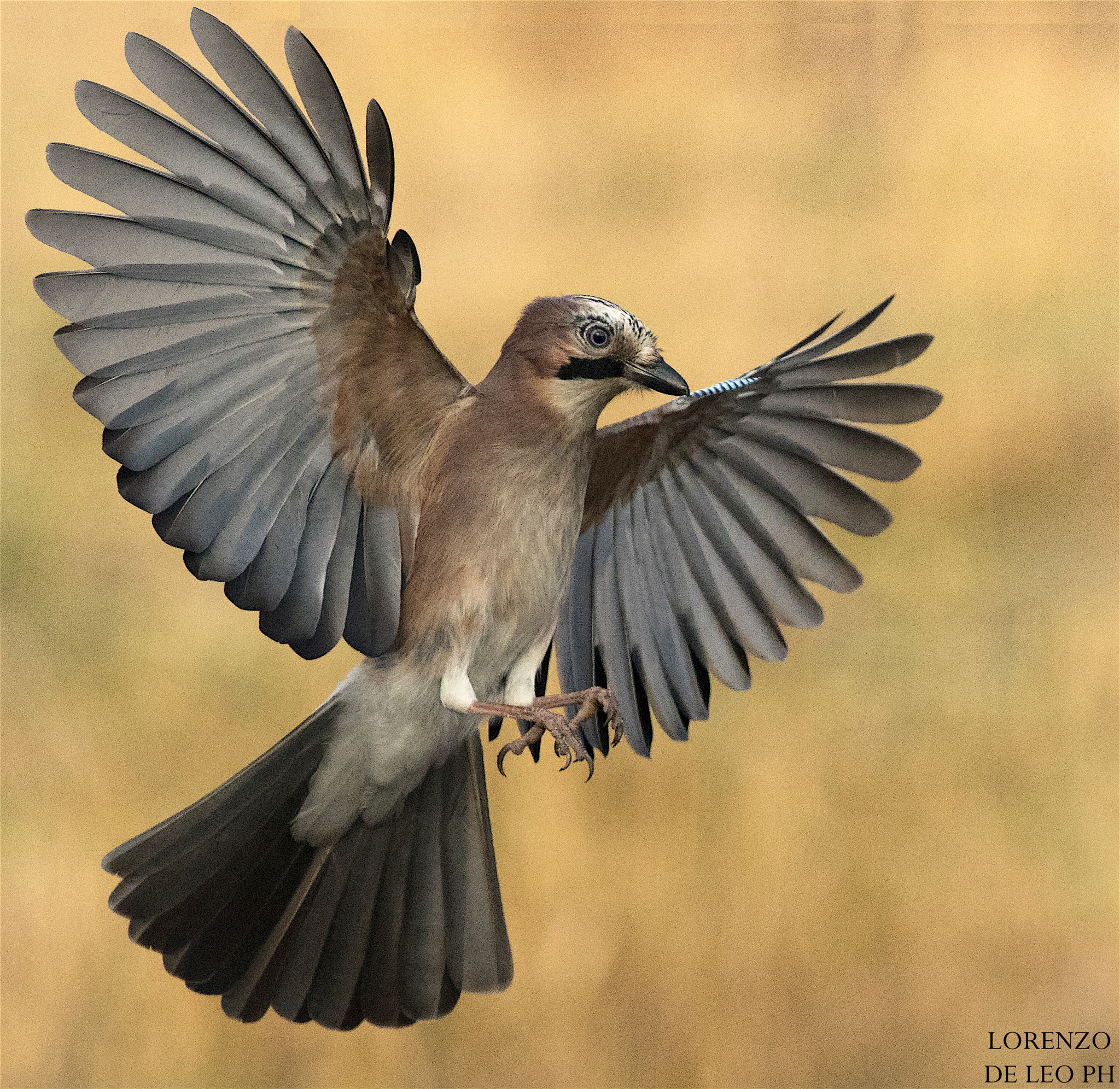 Canon EF 300mm F2.8L IS II USM sample photo. Ghiandaia photography