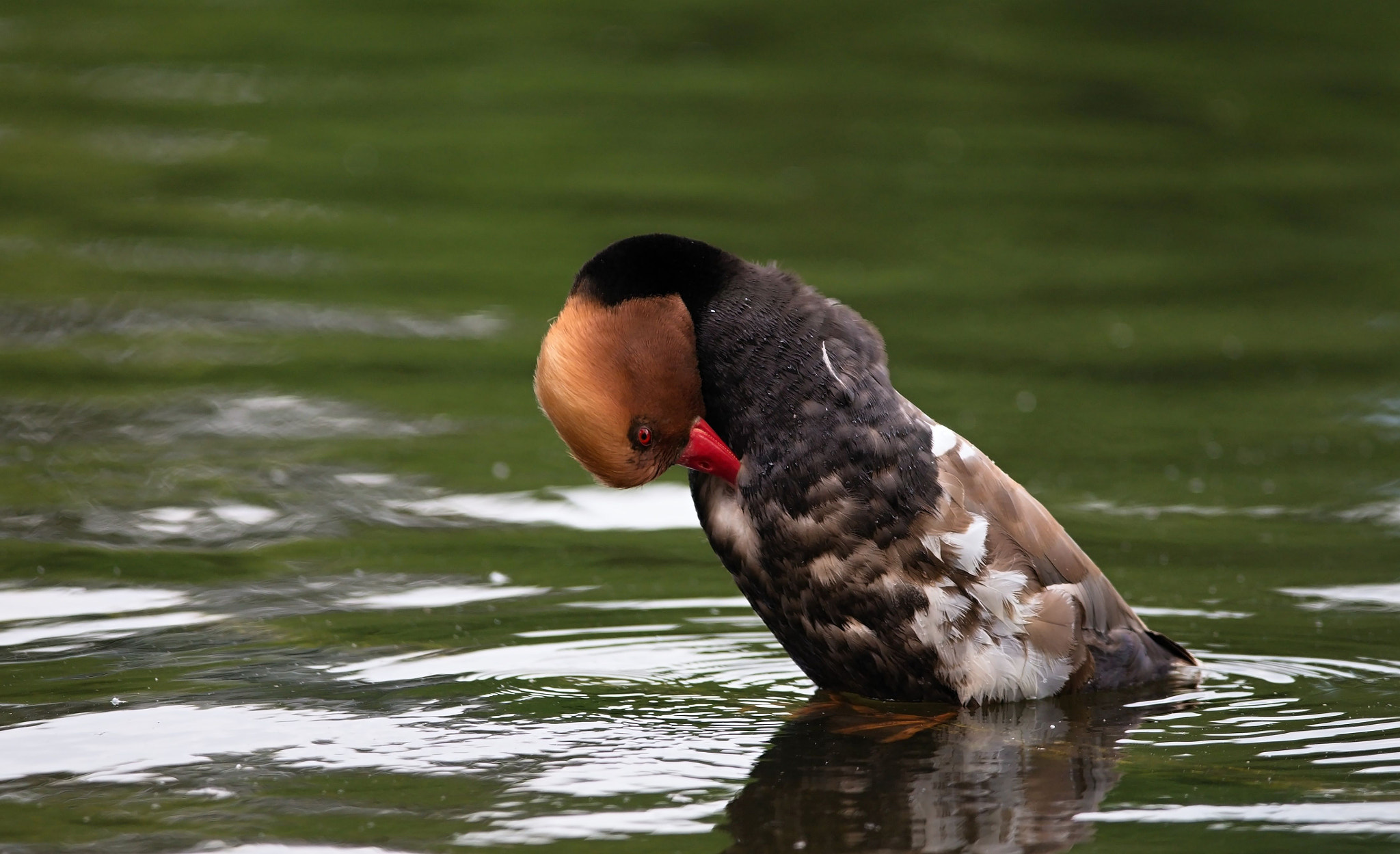 Nikon D610 + Nikon AF-S Nikkor 300mm F4D ED-IF sample photo. Red - crested  pochard photography